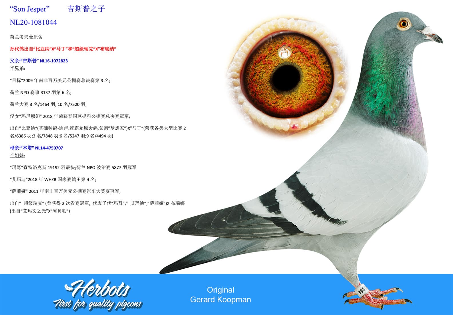 pigeon: undefined