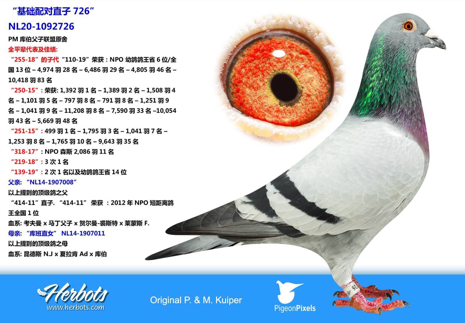 pigeon: “基础配对直子726”
