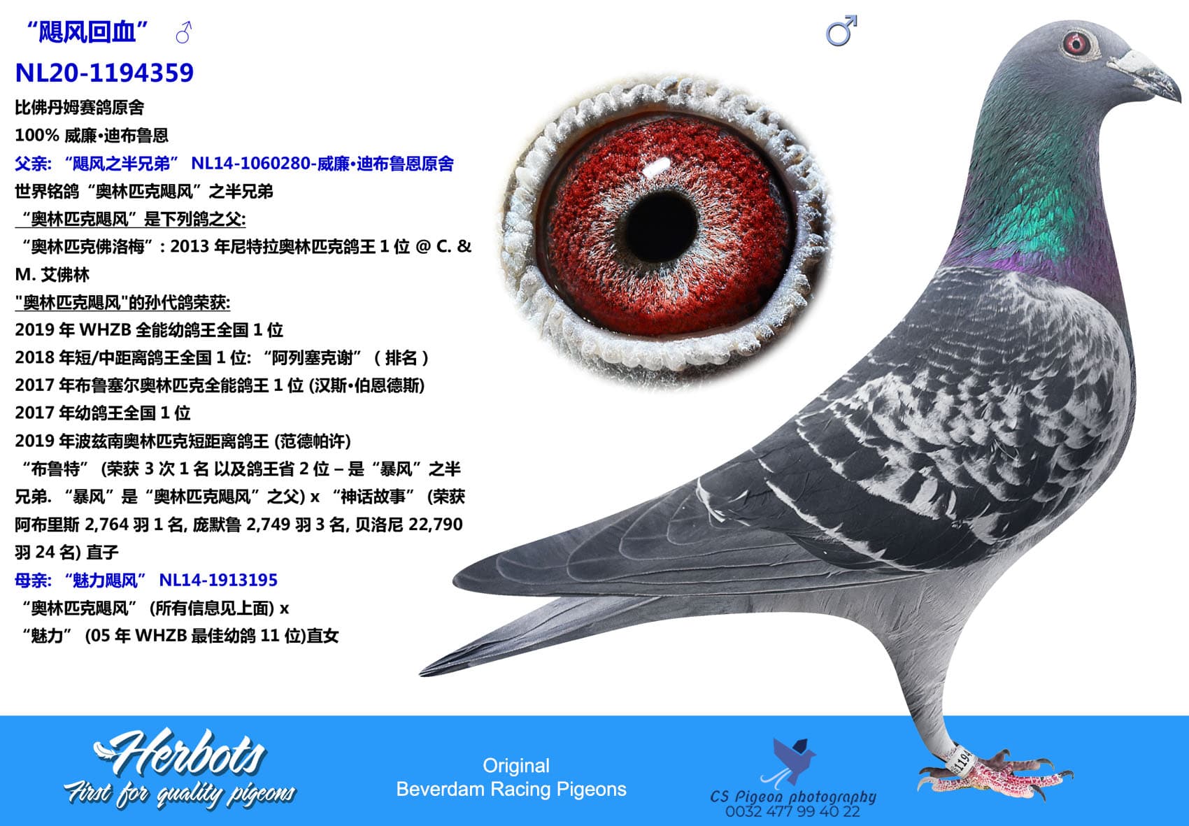 pigeon: “飓风回血”