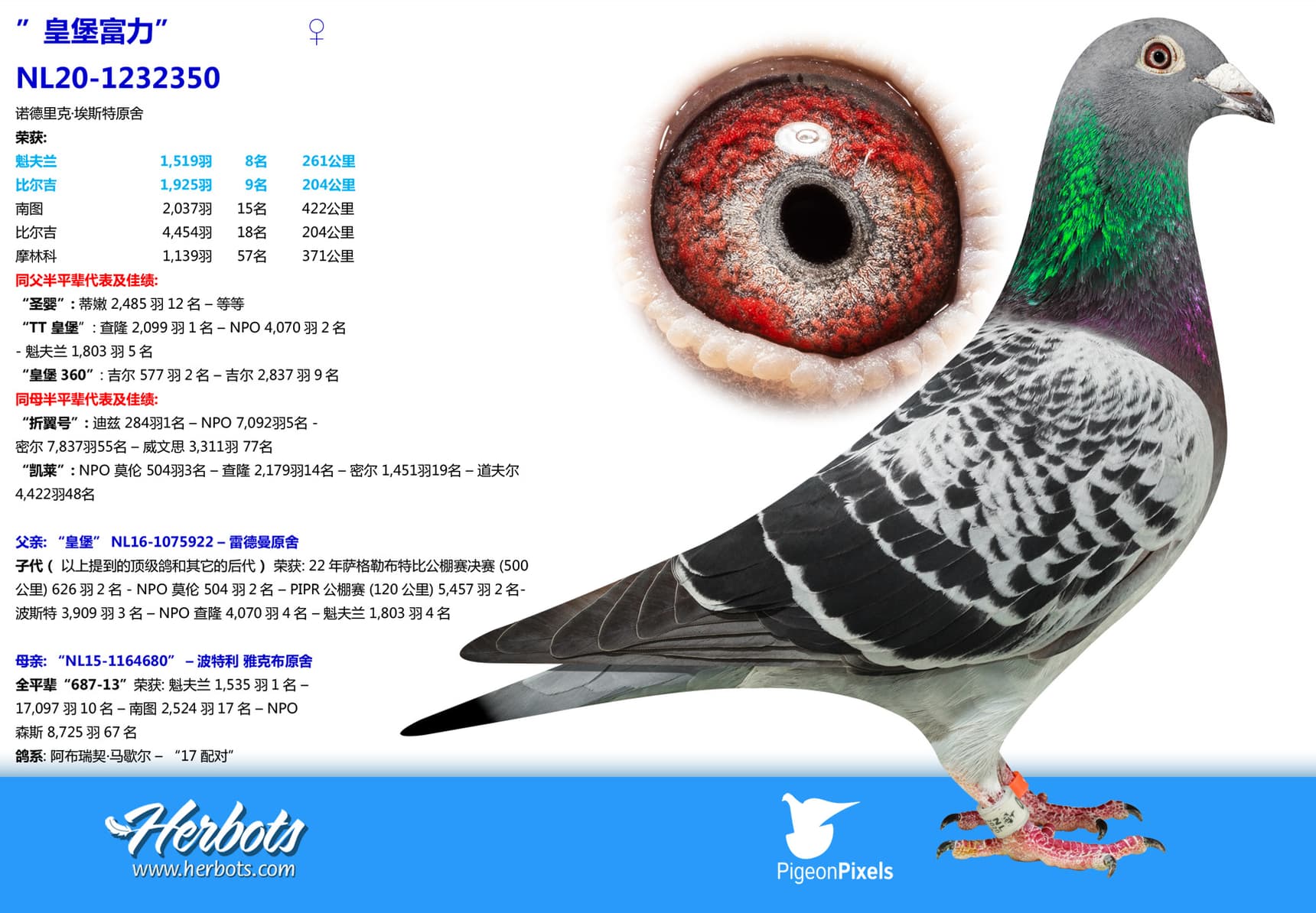 pigeon: undefined