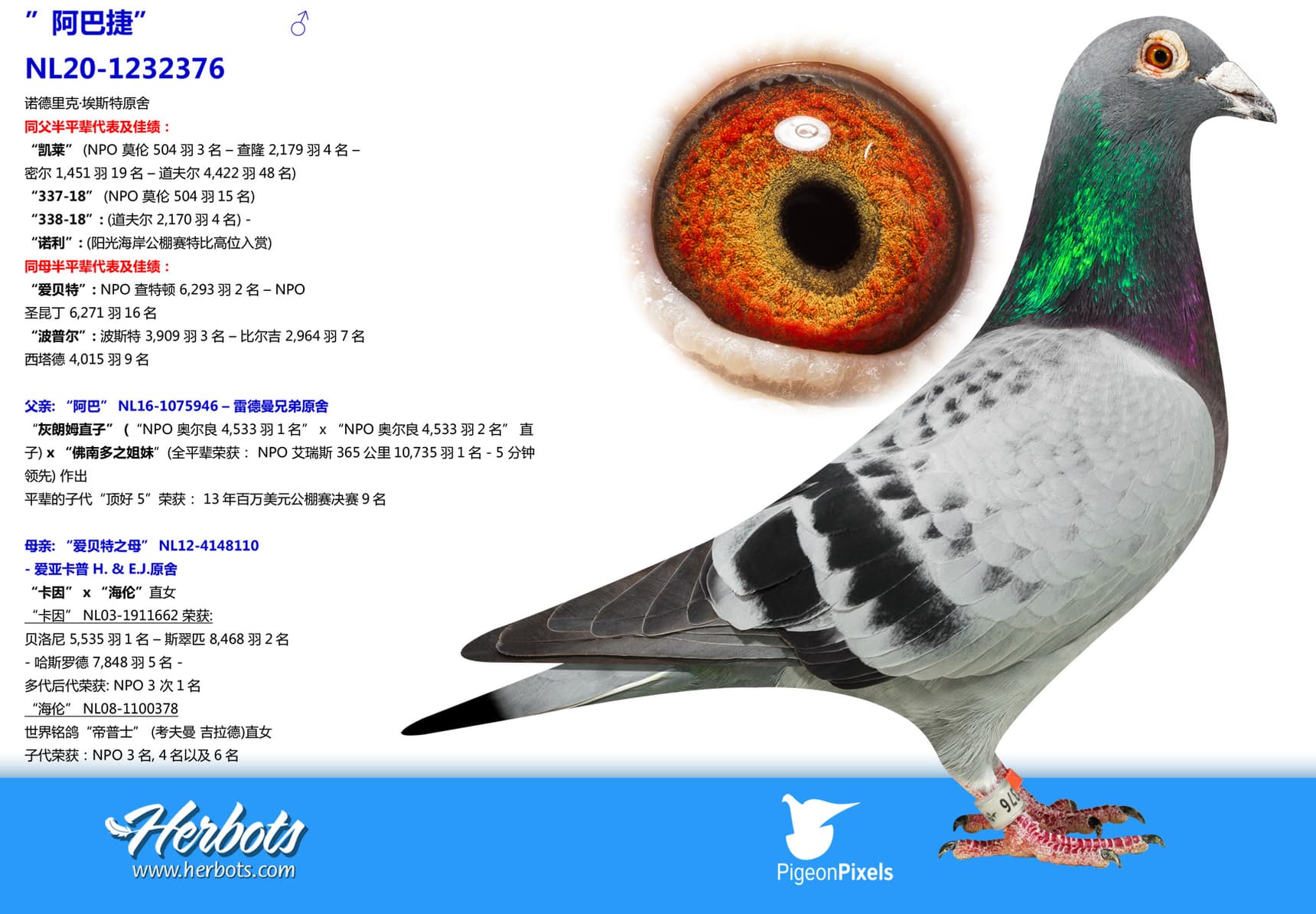 pigeon: undefined