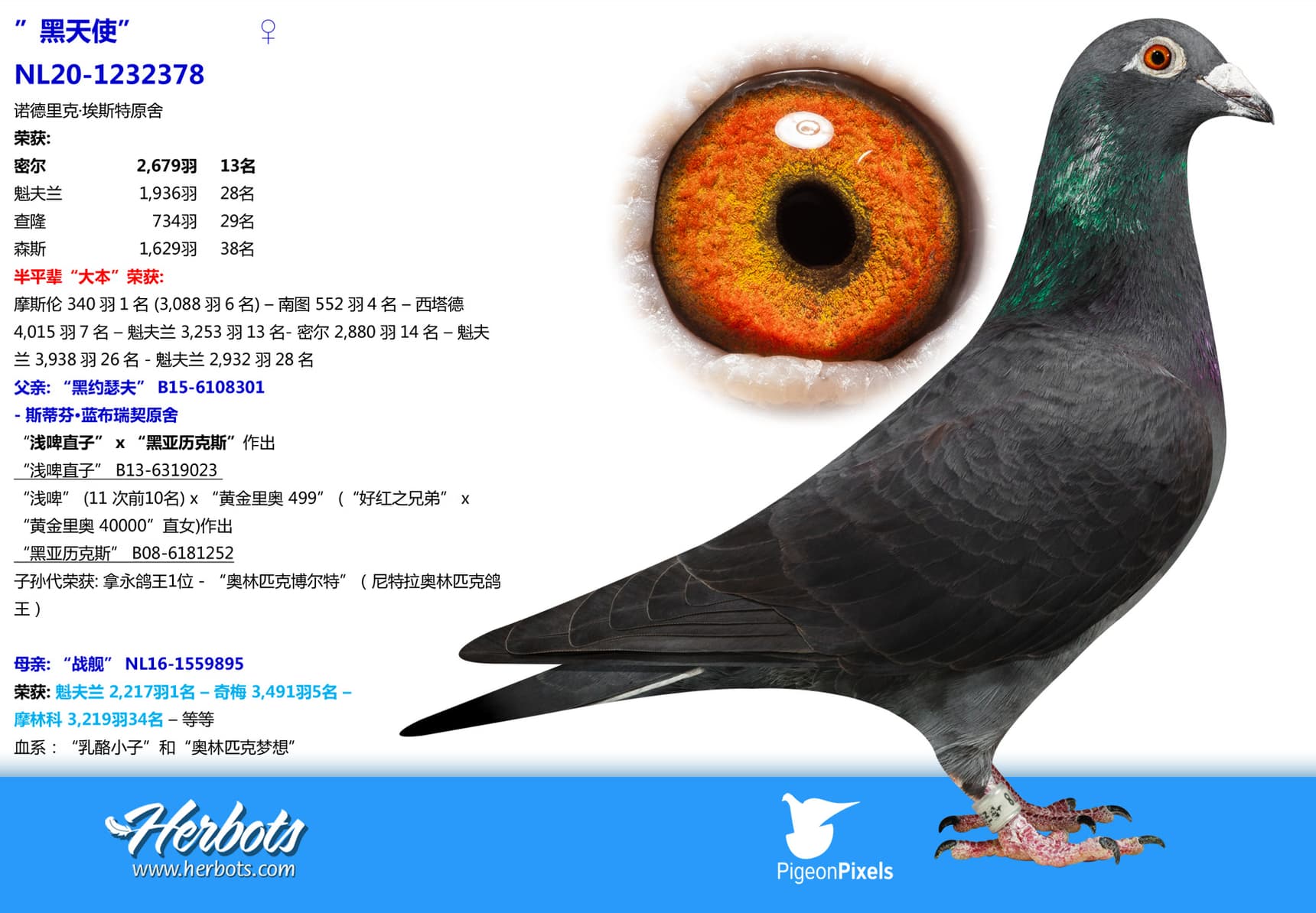 pigeon: ”黑天使”