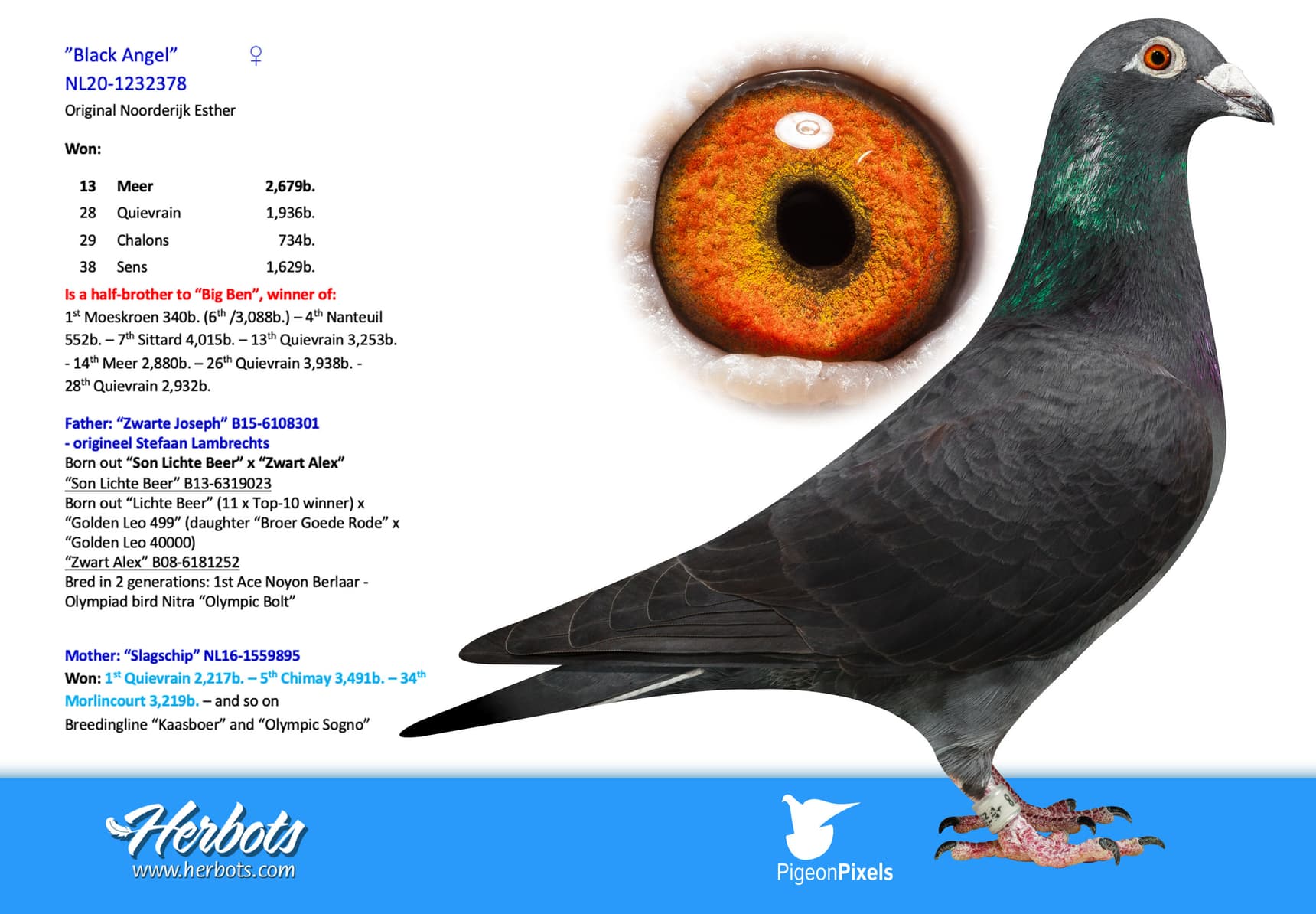 pigeon: undefined