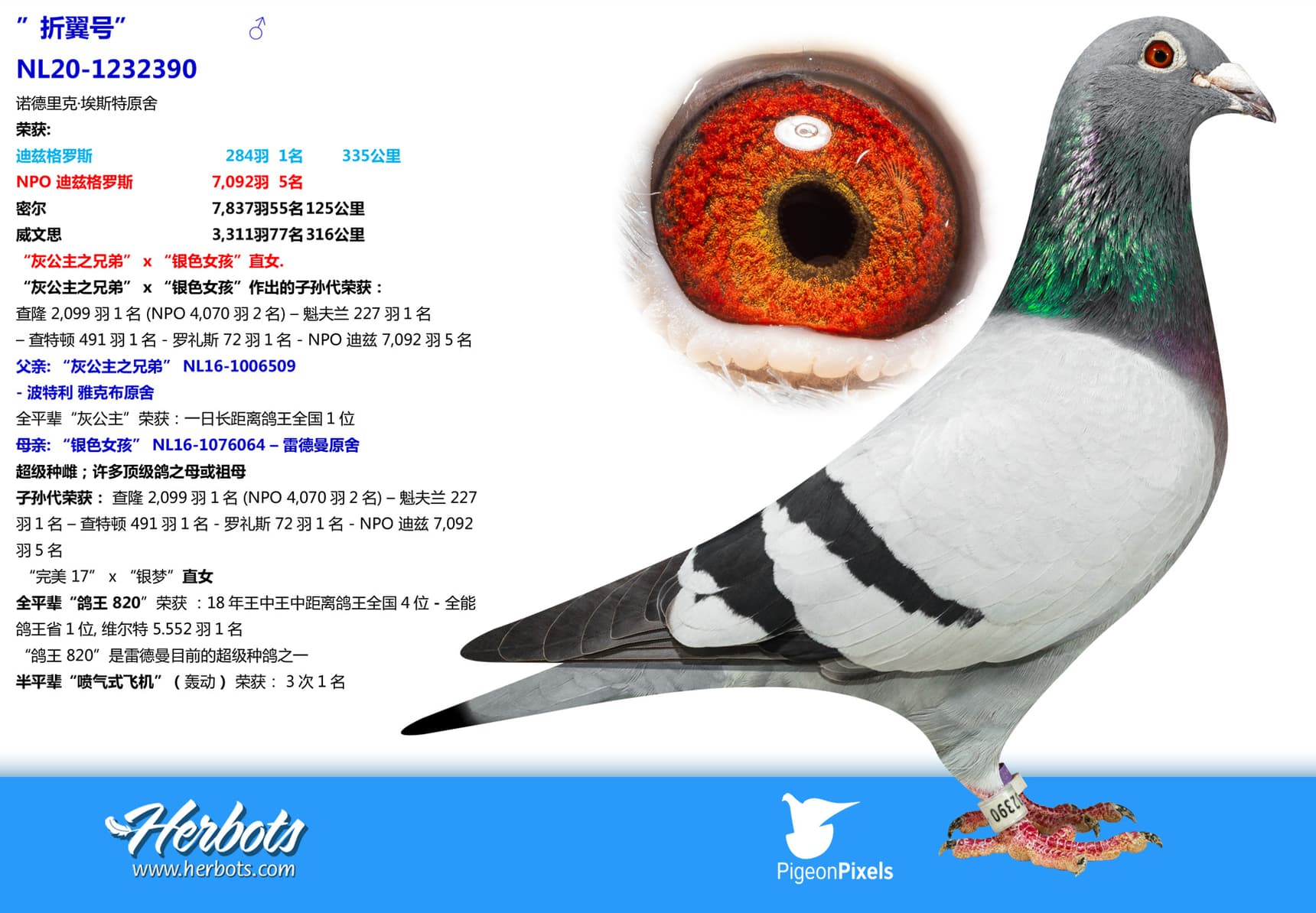 pigeon: undefined