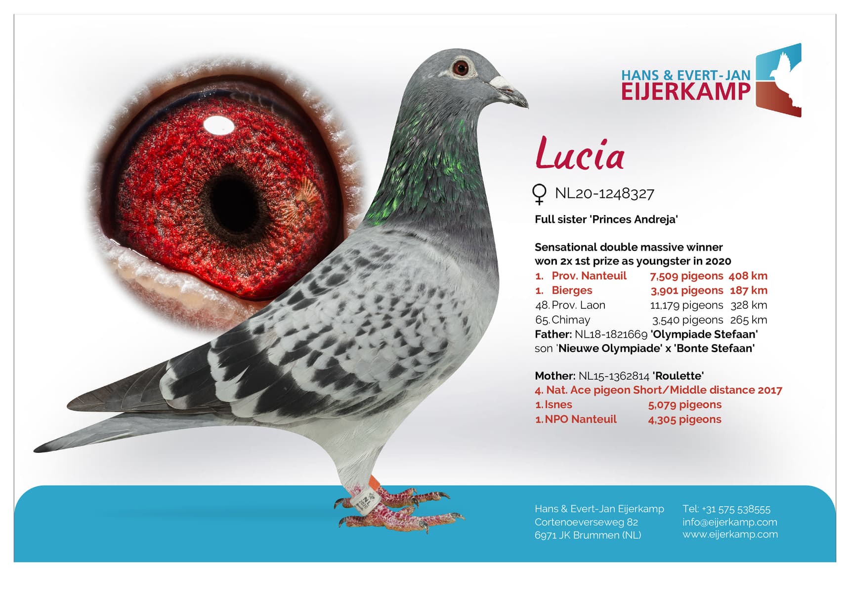 pigeon: Lucia