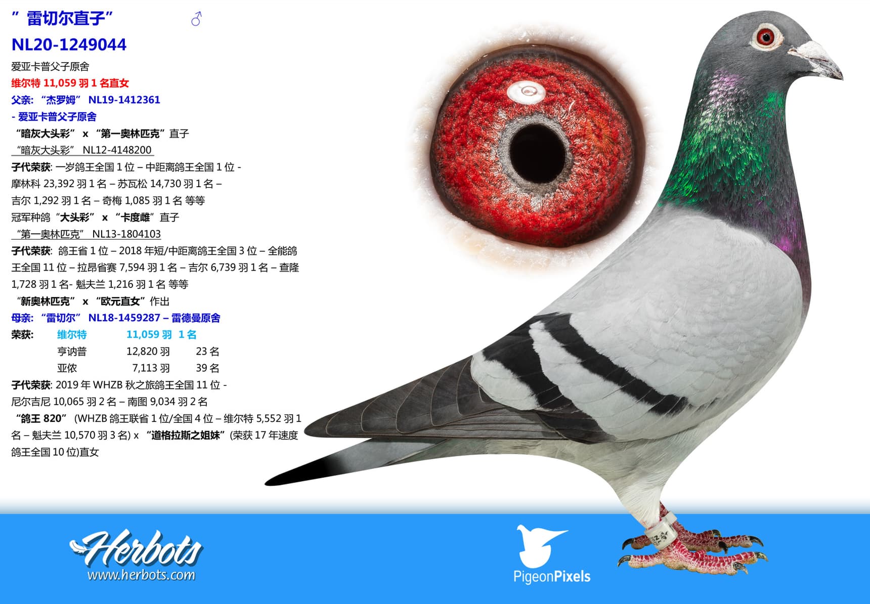 pigeon: undefined
