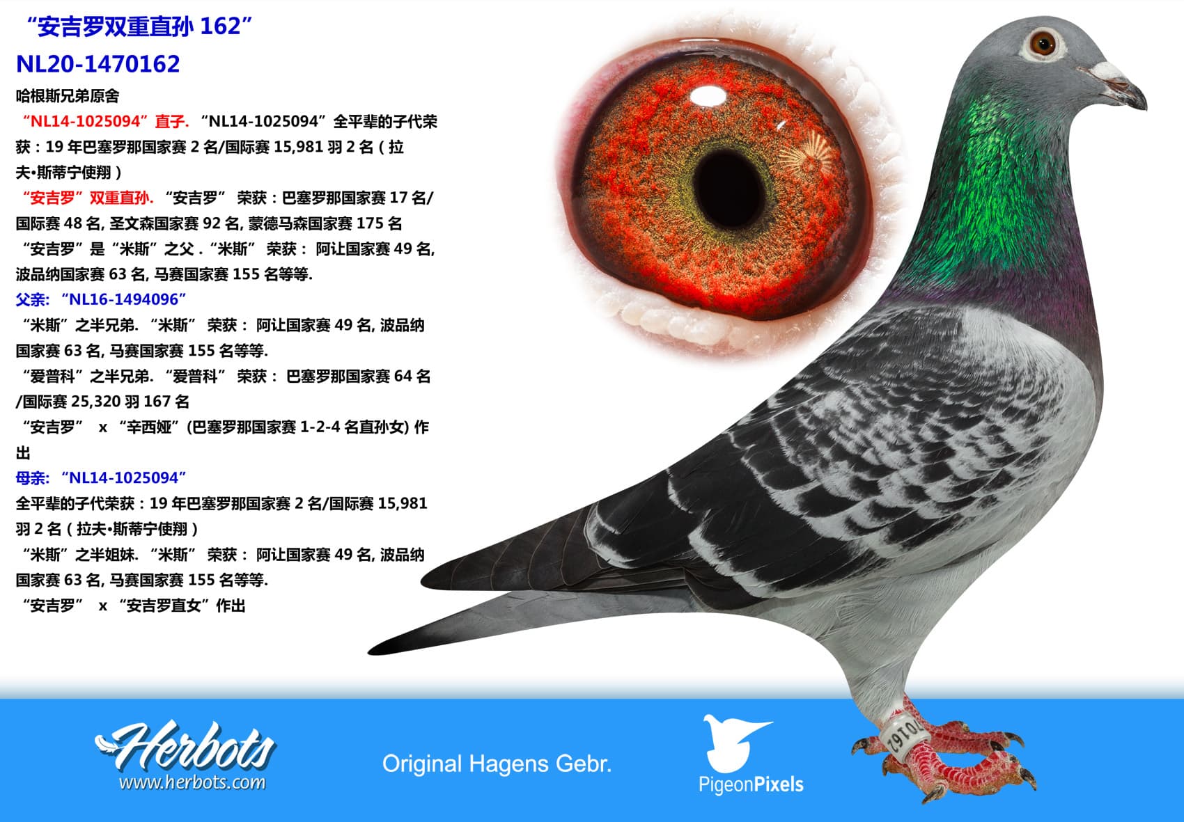 pigeon: “安吉罗双重直孙162”