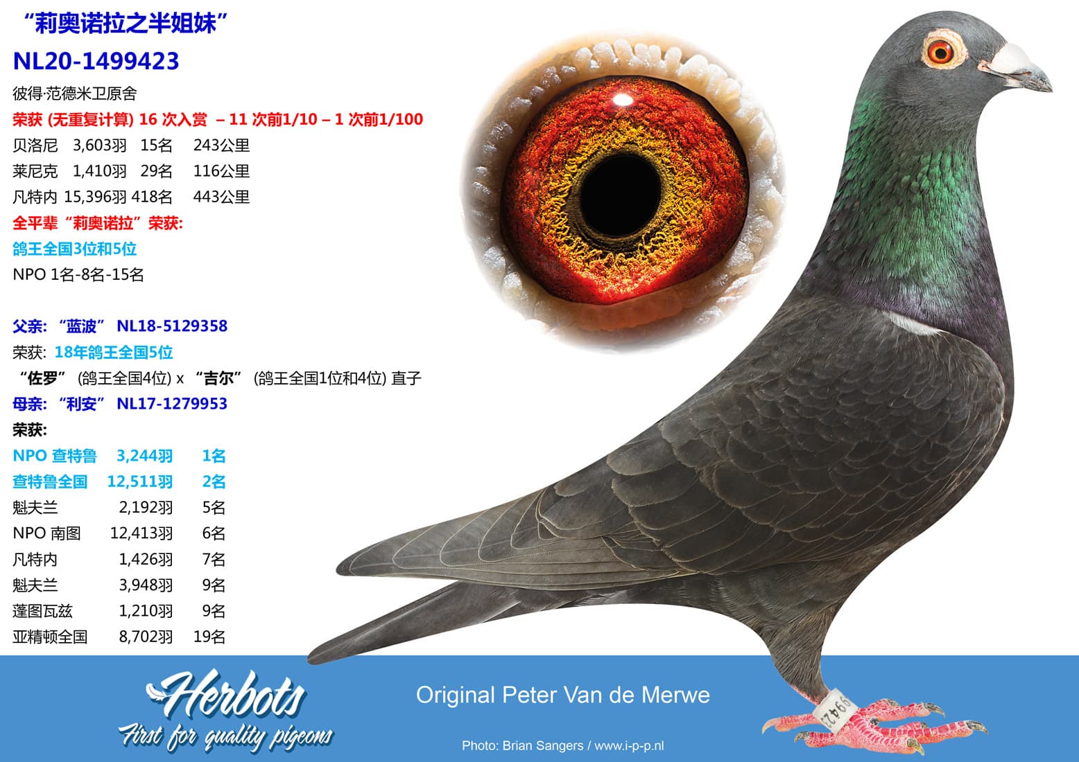 pigeon: undefined