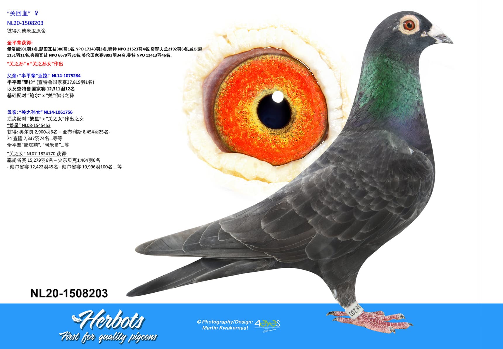 pigeon: “关回血”