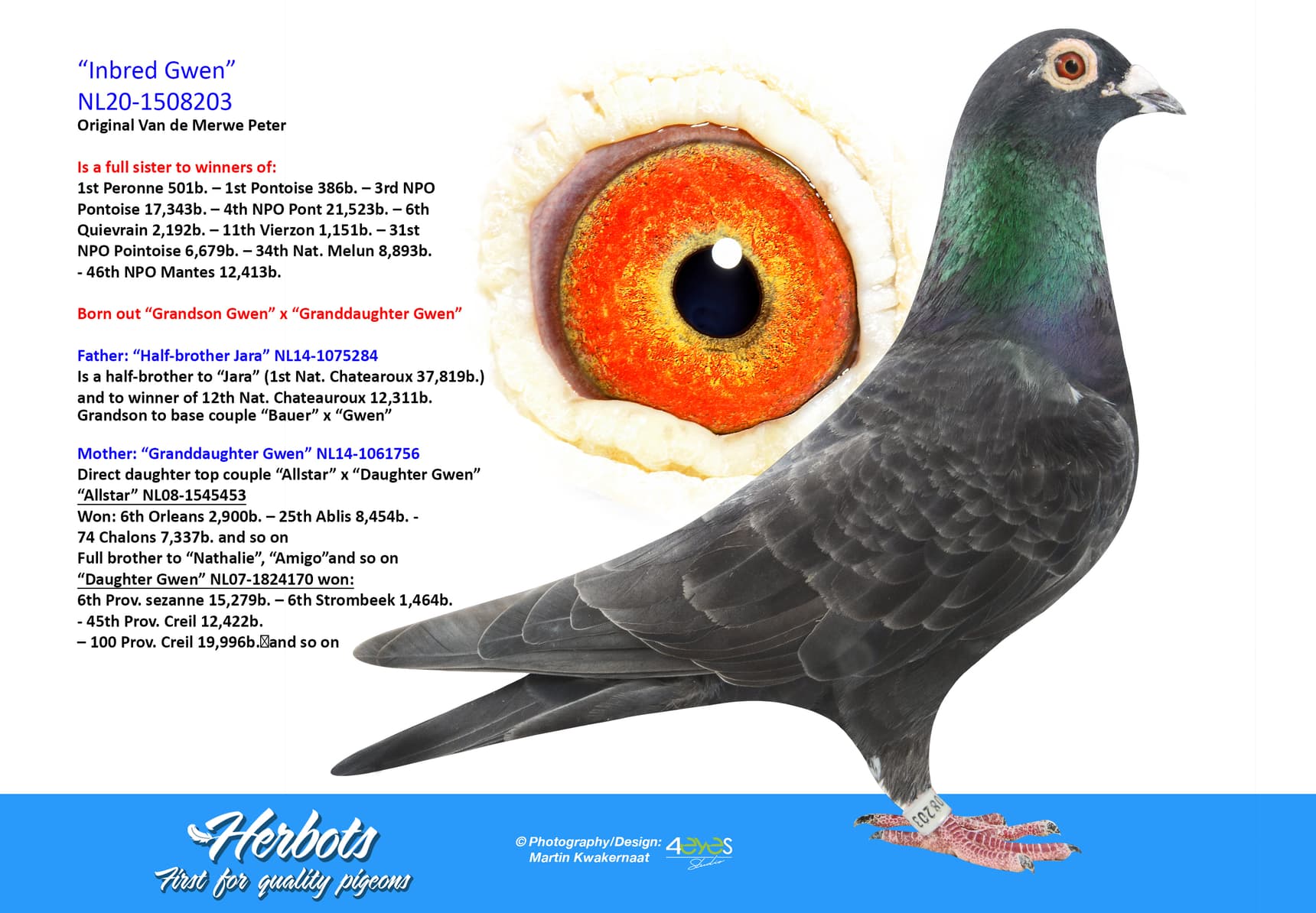 pigeon: “Inbred Gwen”