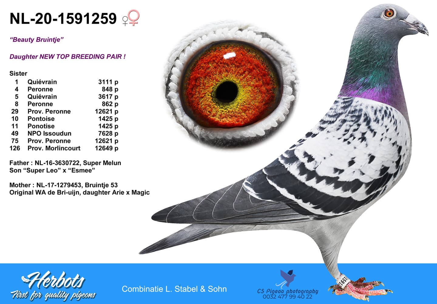 pigeon: Beauty Bruintje