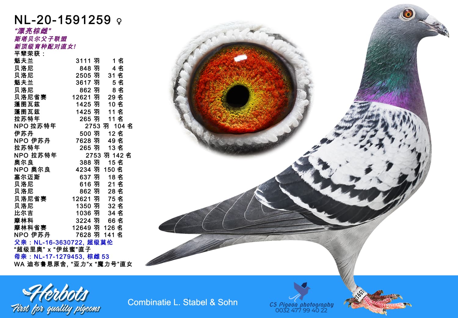 pigeon: undefined