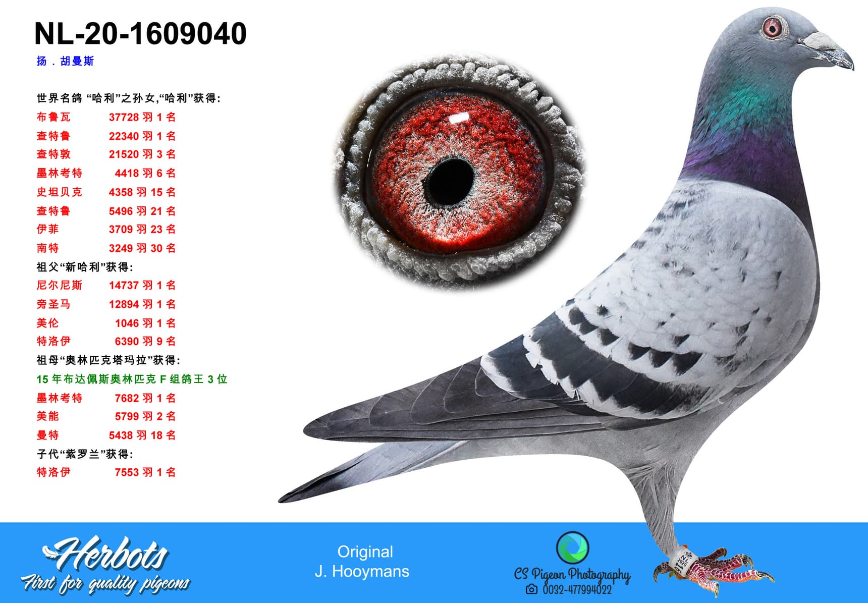 pigeon: undefined
