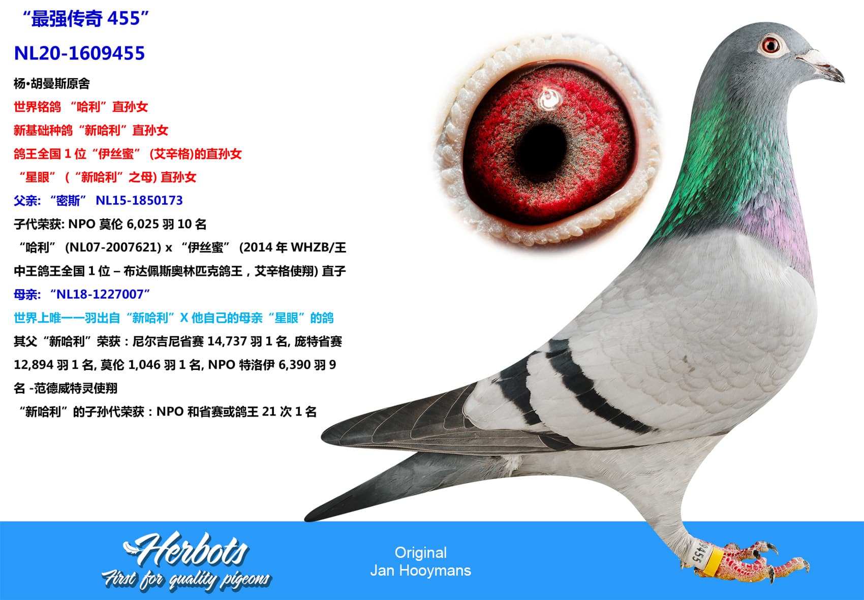 pigeon: undefined