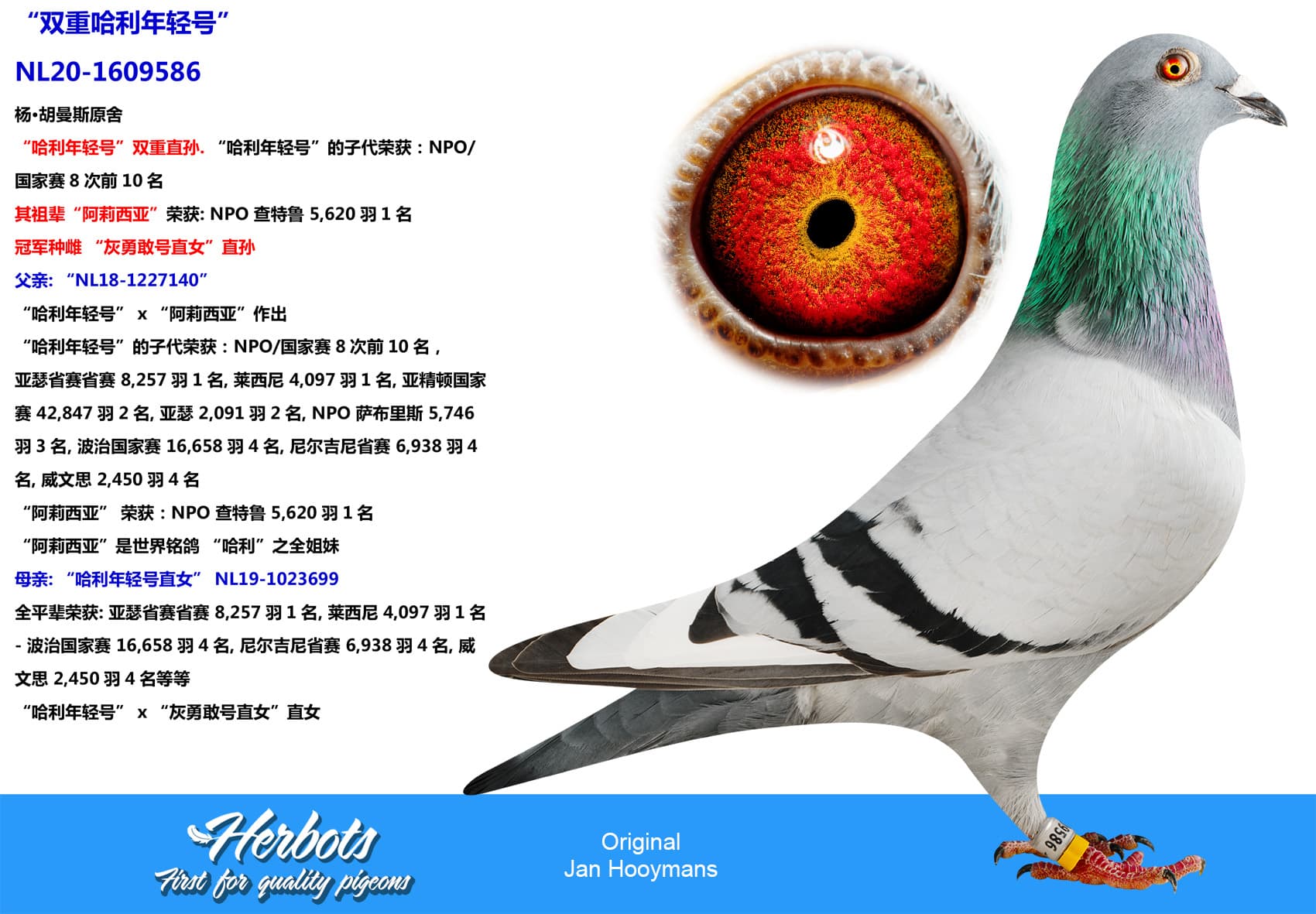 pigeon: undefined