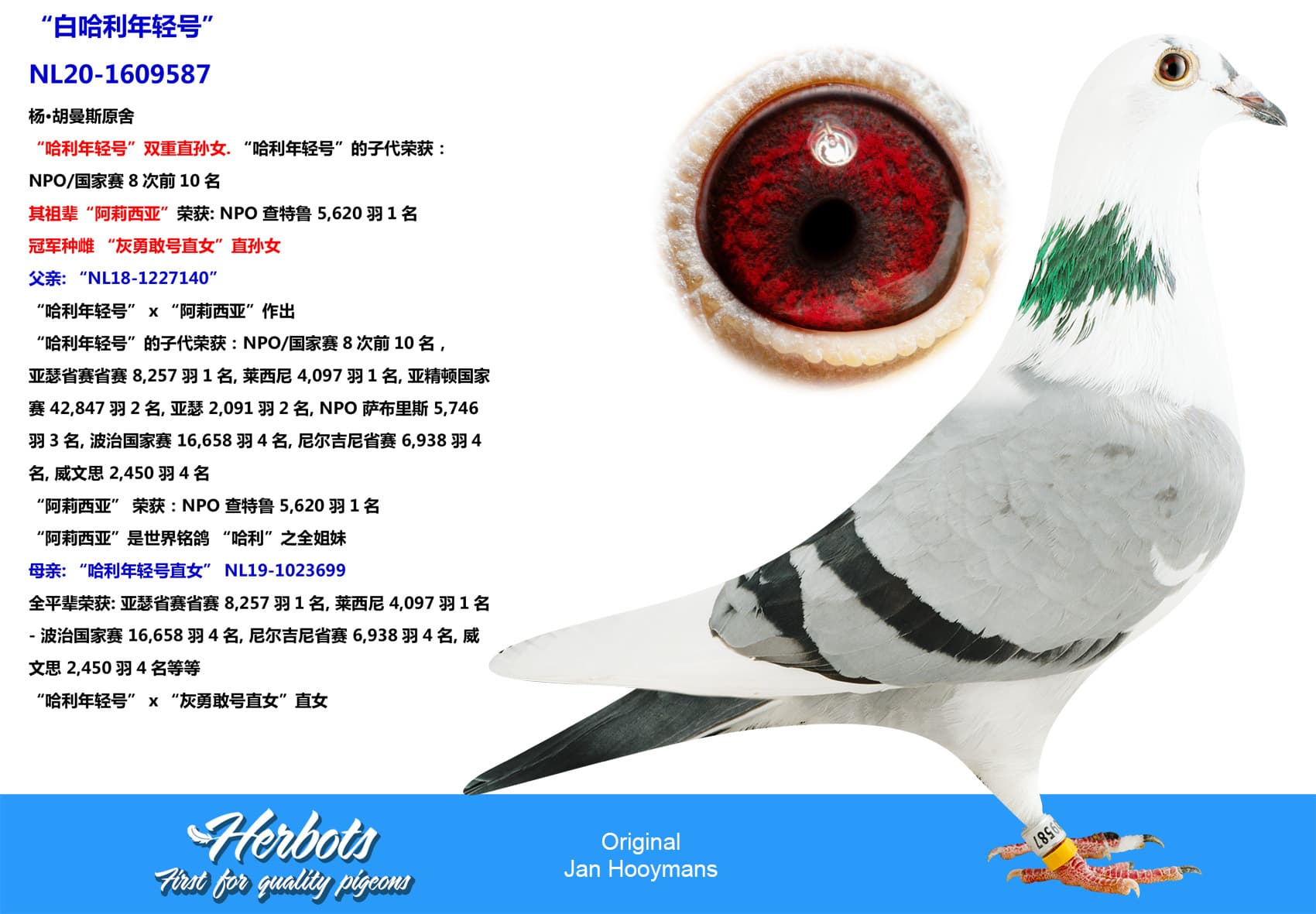 pigeon: undefined