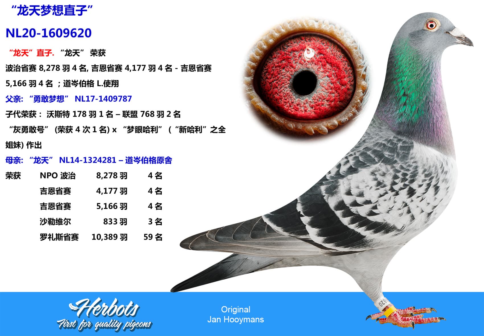 pigeon: “龙天梦想直子”