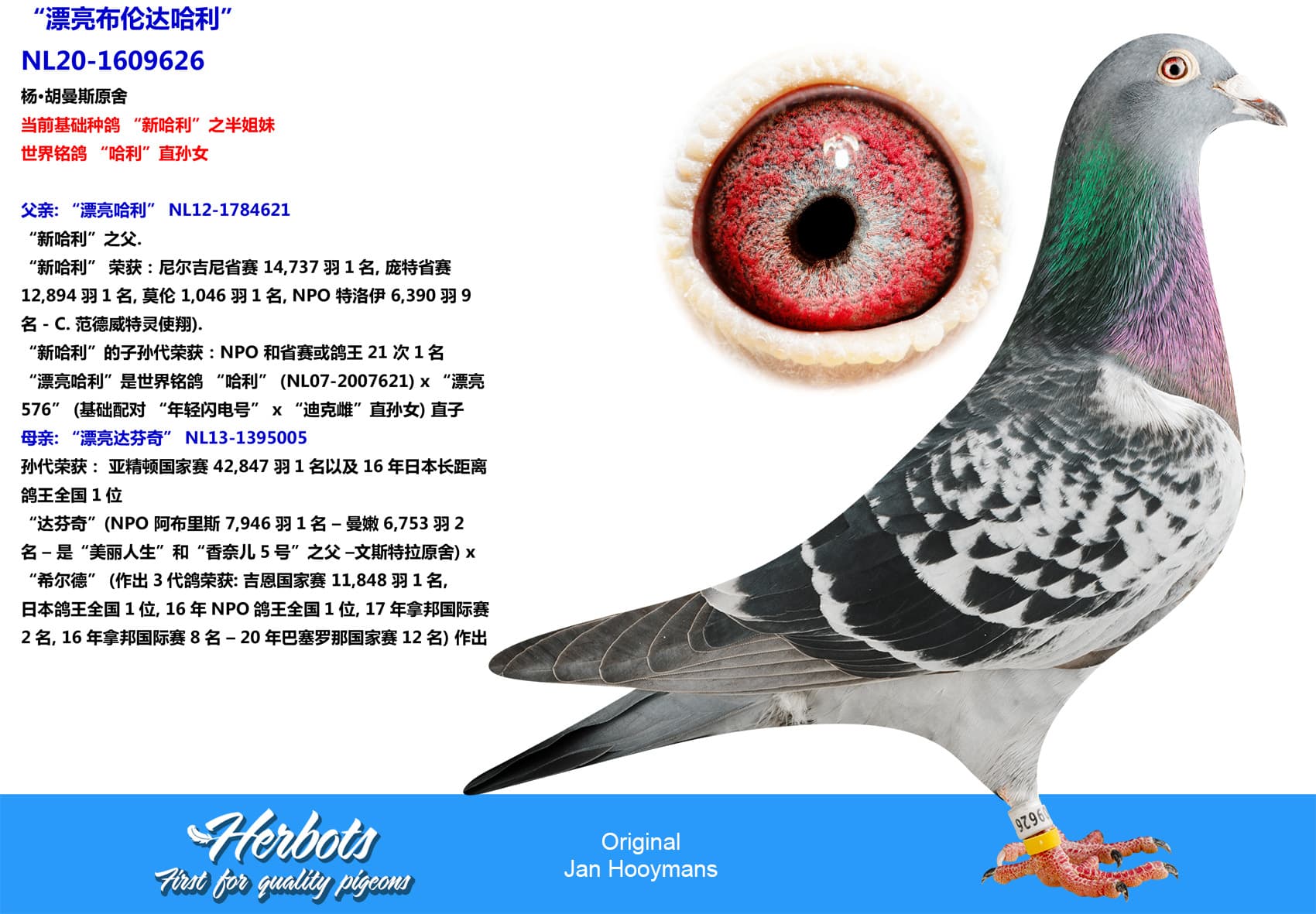 pigeon: undefined