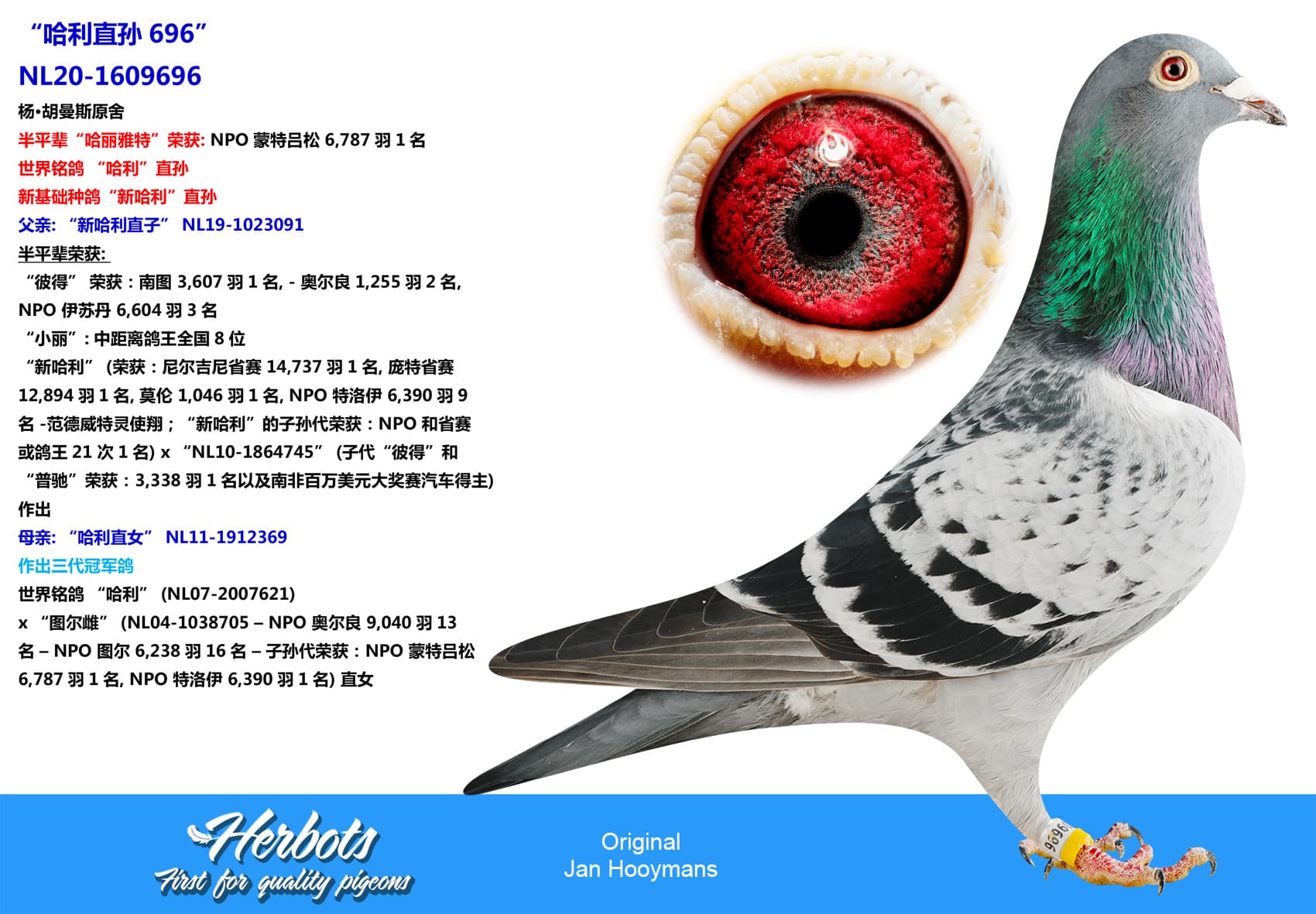 pigeon: undefined