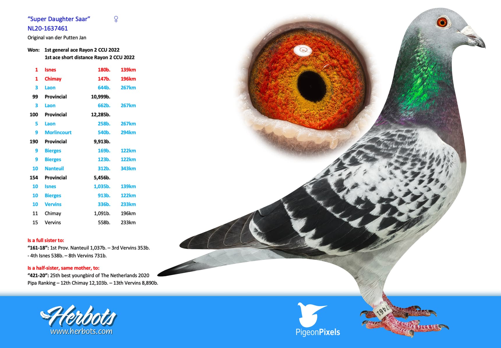 pigeon: undefined