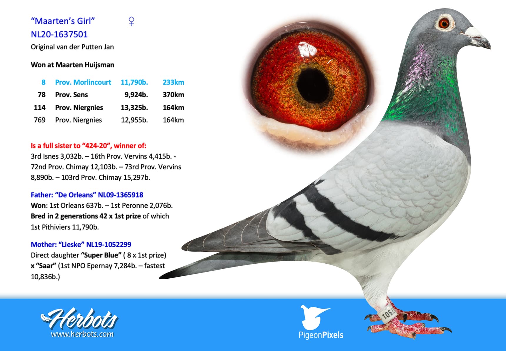 pigeon: undefined