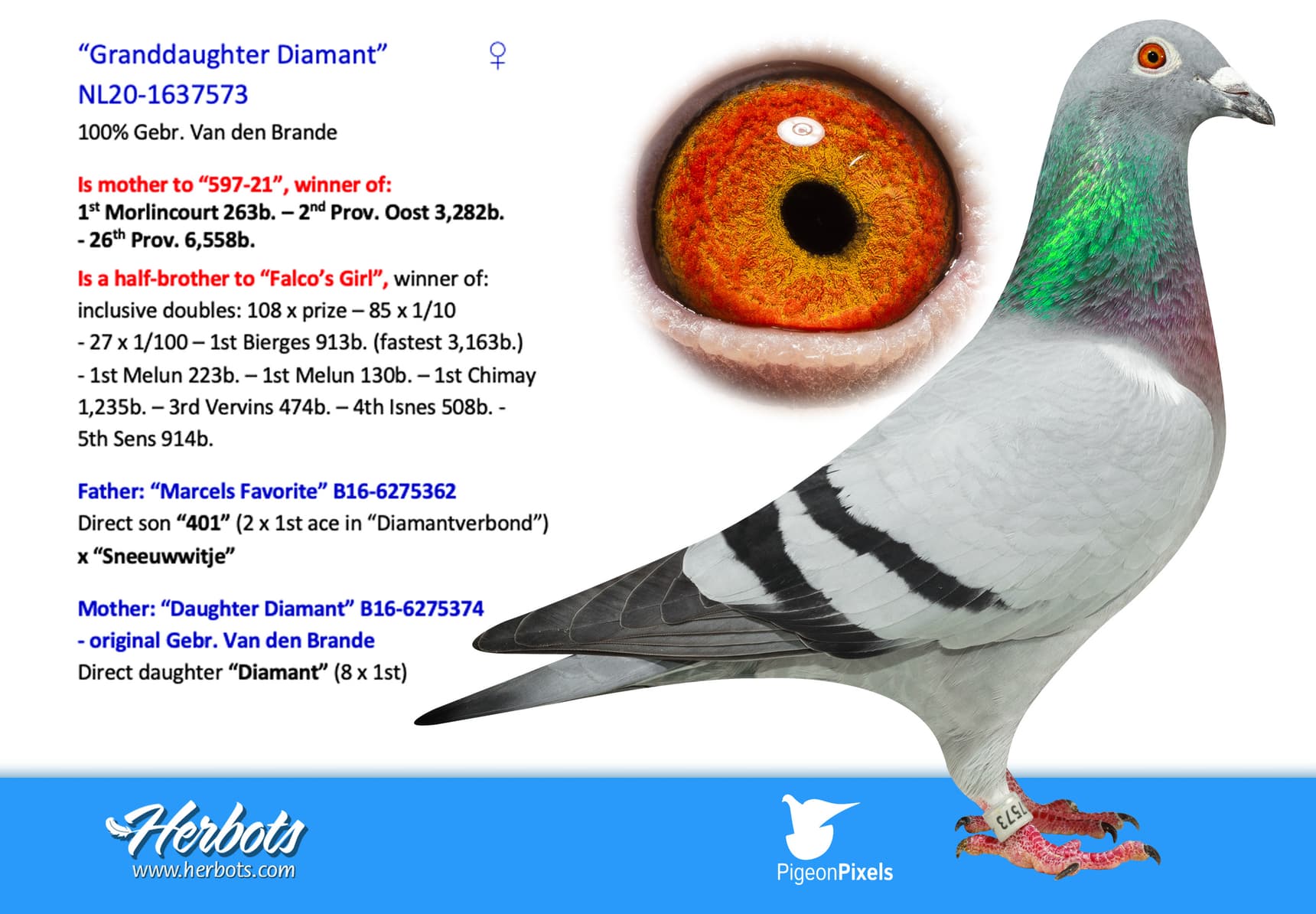pigeon: undefined