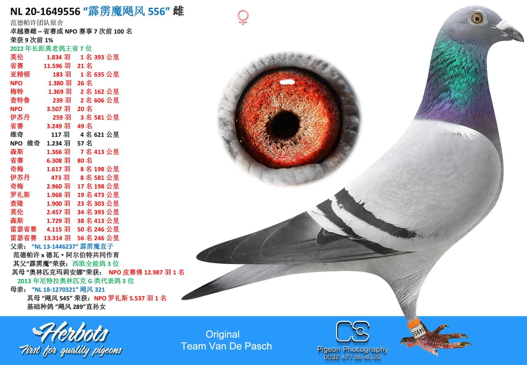 pigeon: undefined