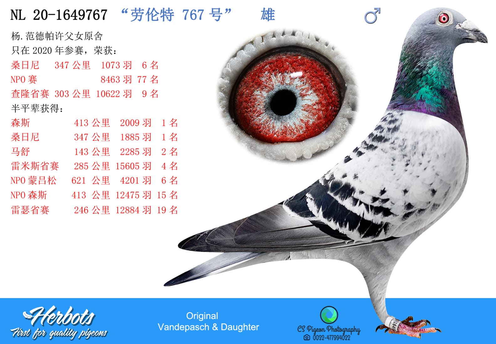 pigeon: “劳伦特 767号”