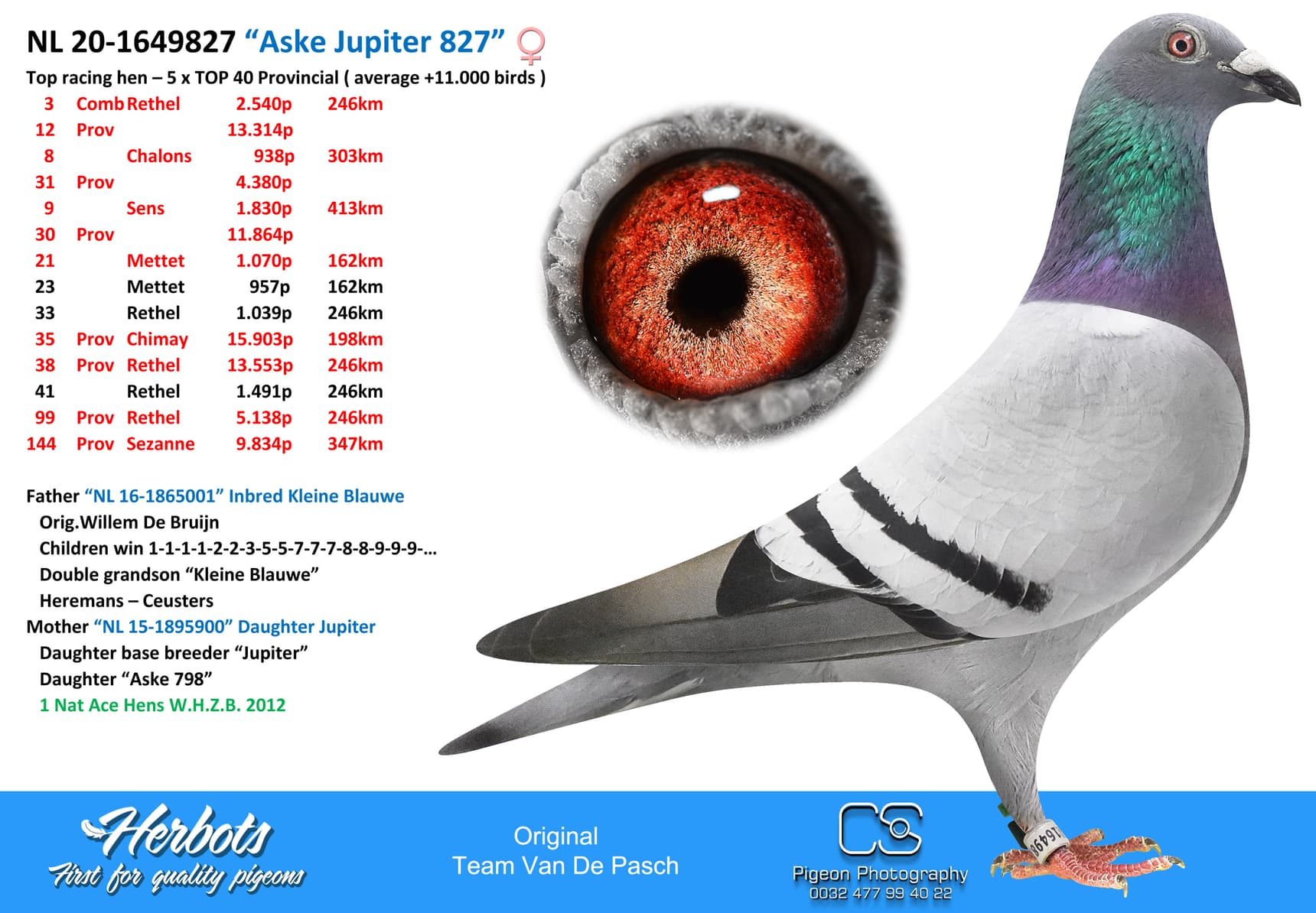 pigeon: “Aske Jupiter 827”