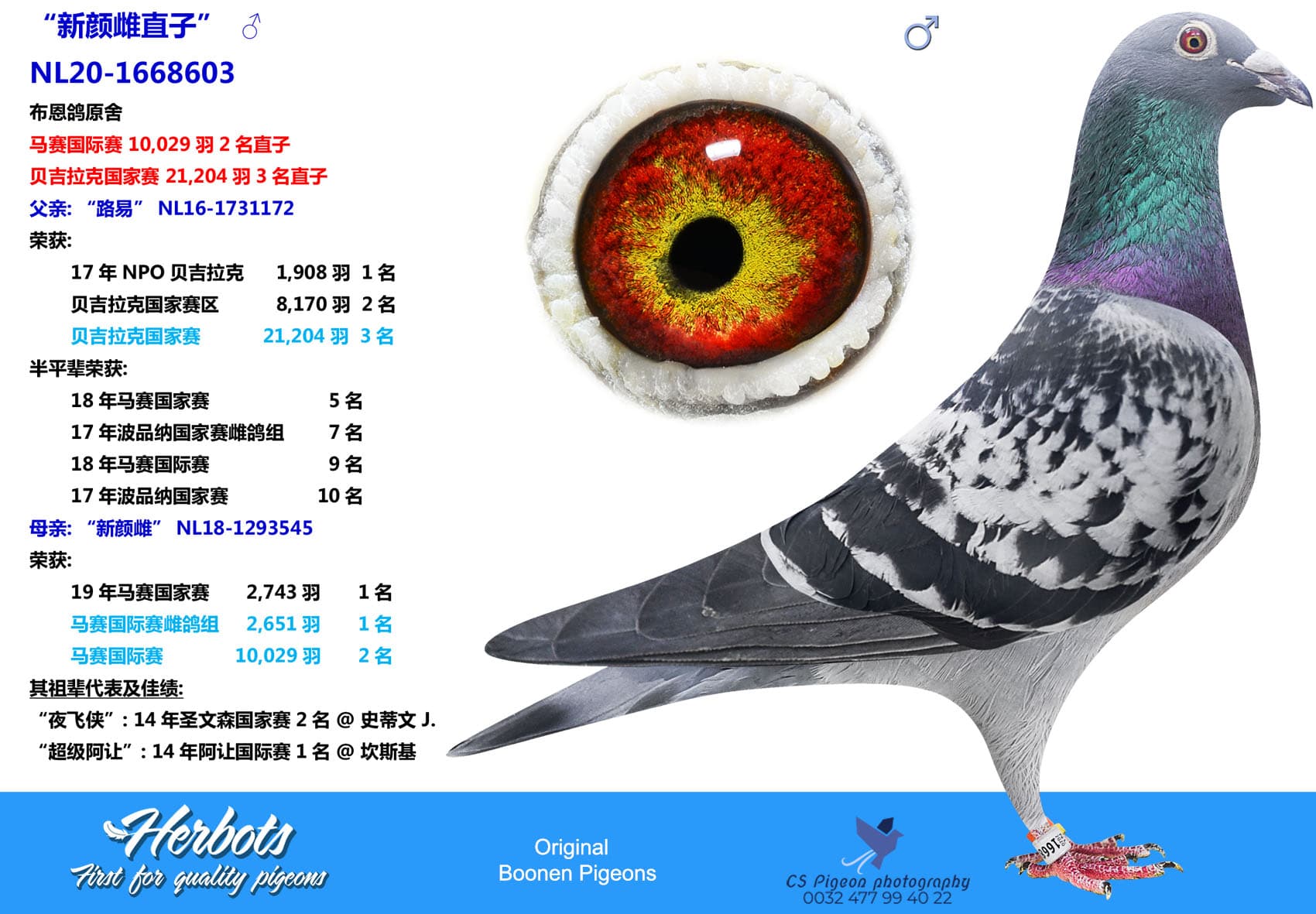 pigeon: undefined