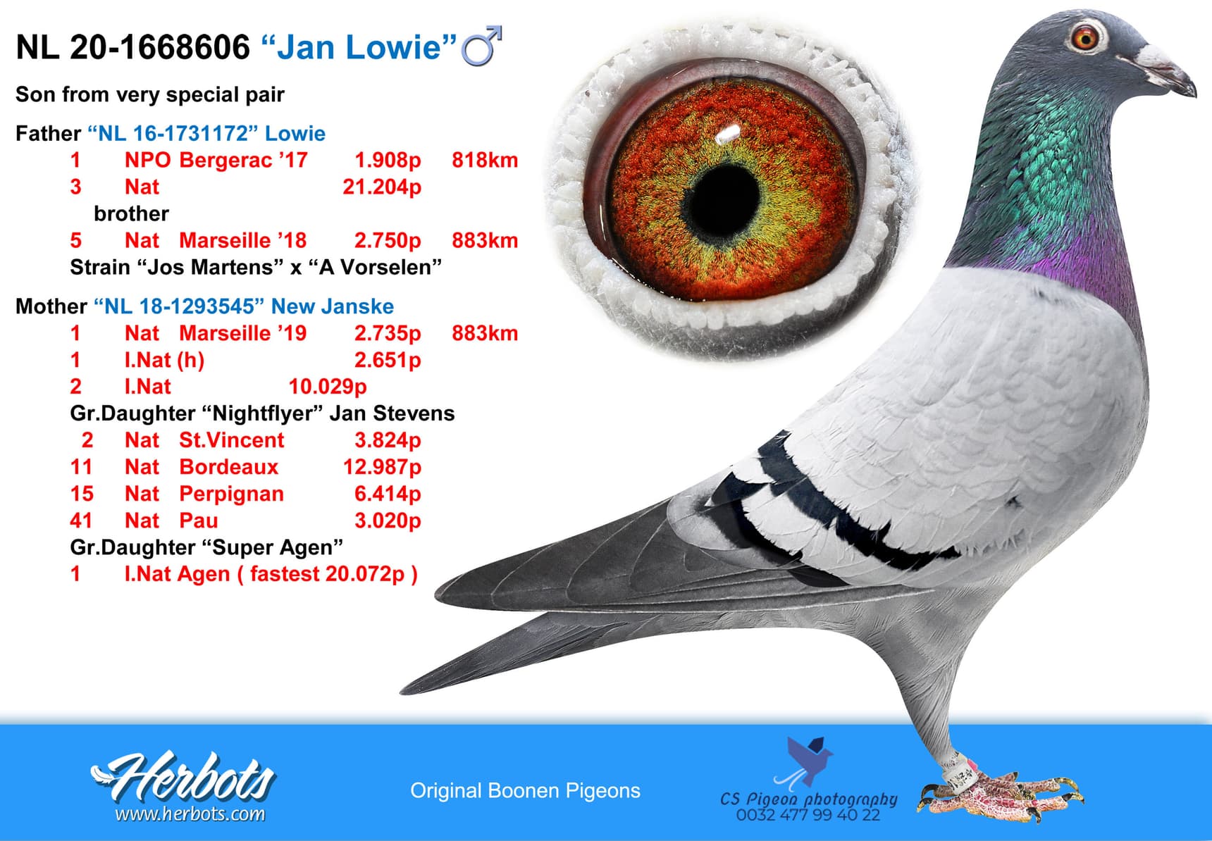 pigeon: undefined