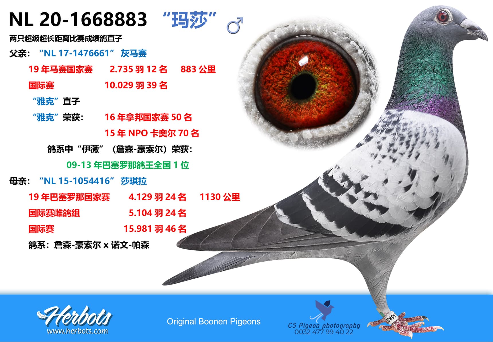 pigeon: “玛莎”