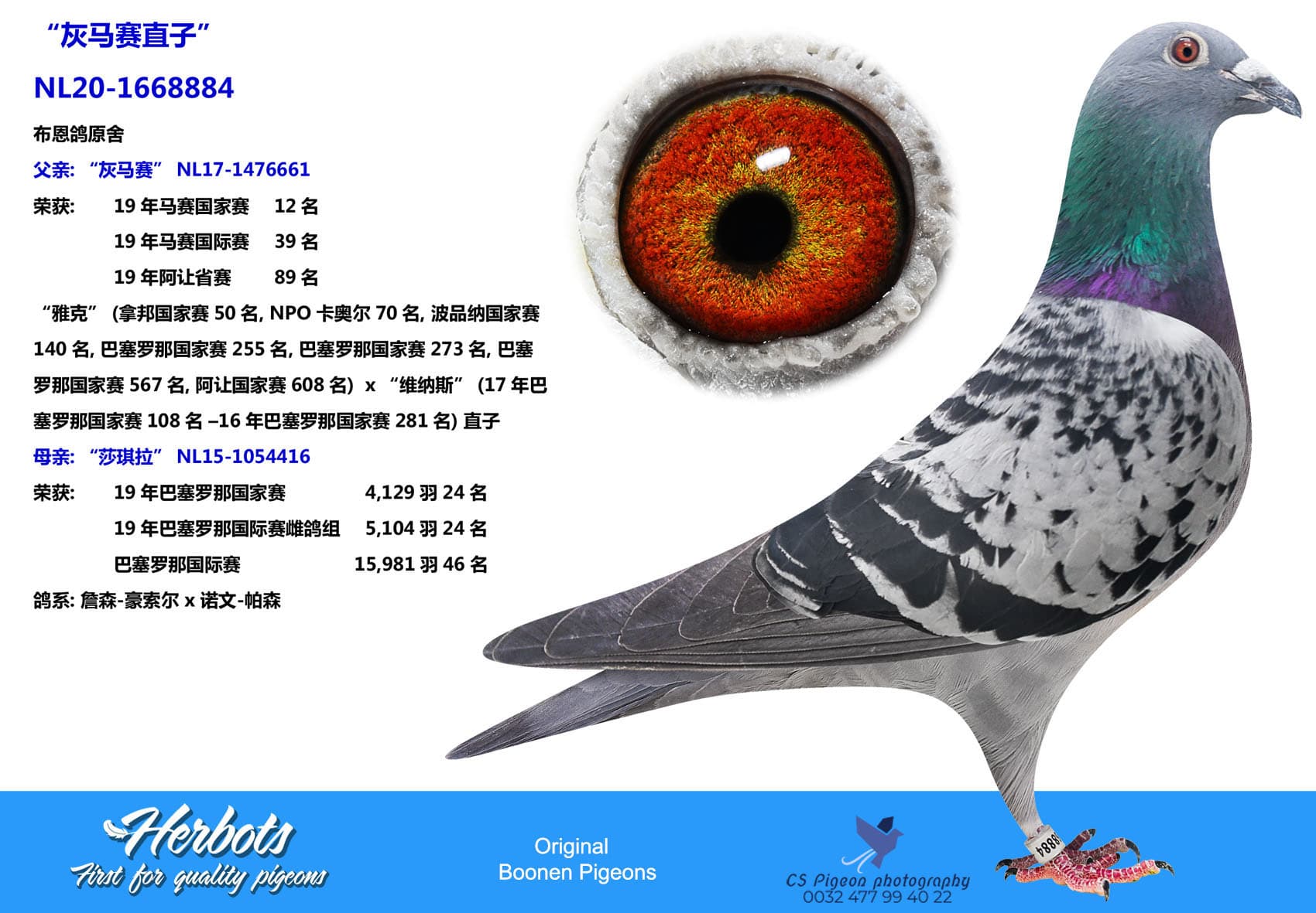 pigeon: “灰马赛直子”