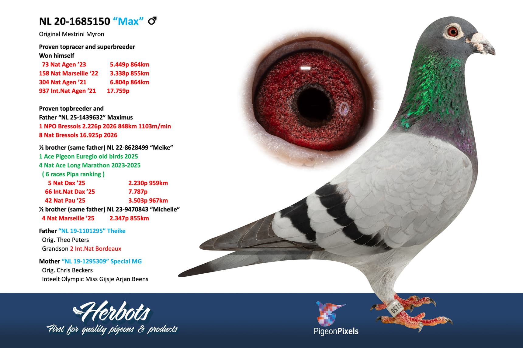 pigeon: undefined