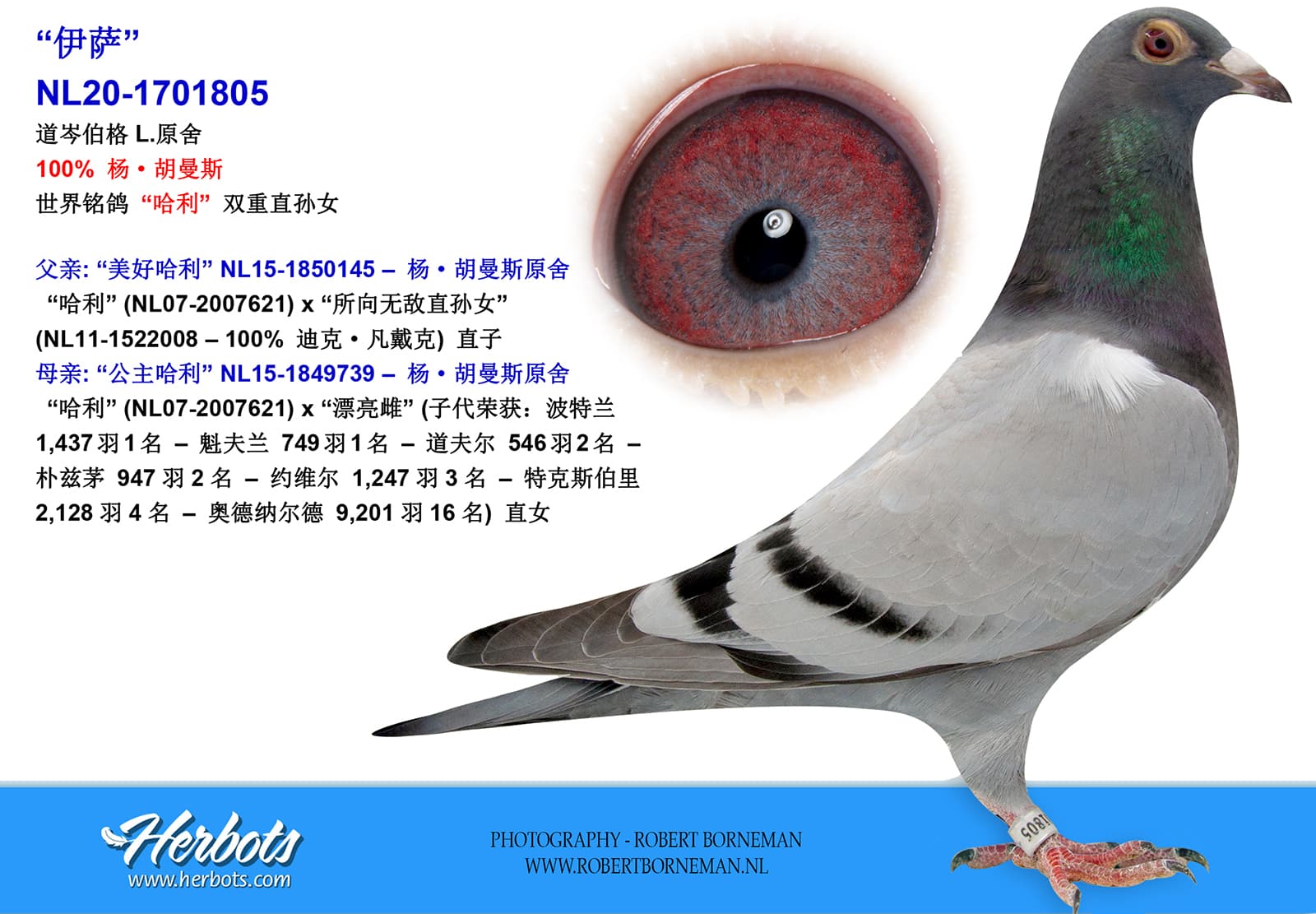 pigeon: “伊萨”