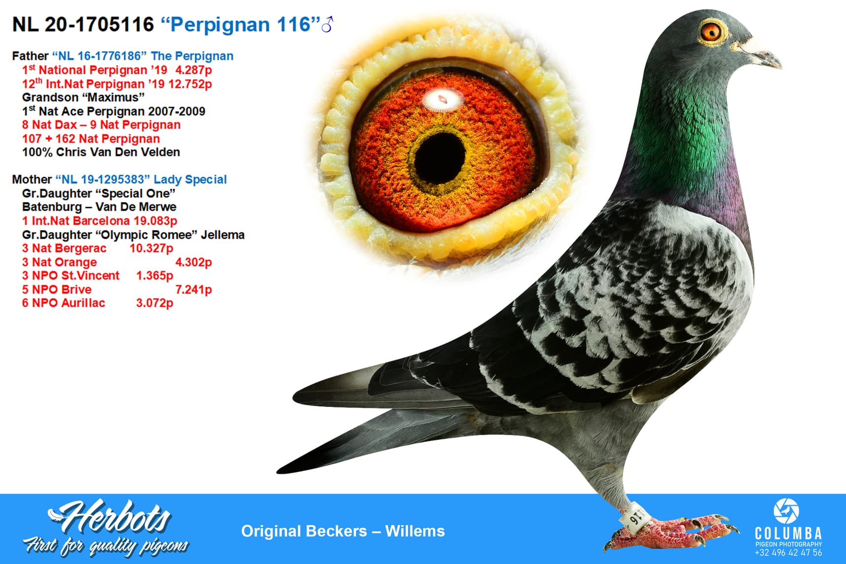 pigeon: undefined