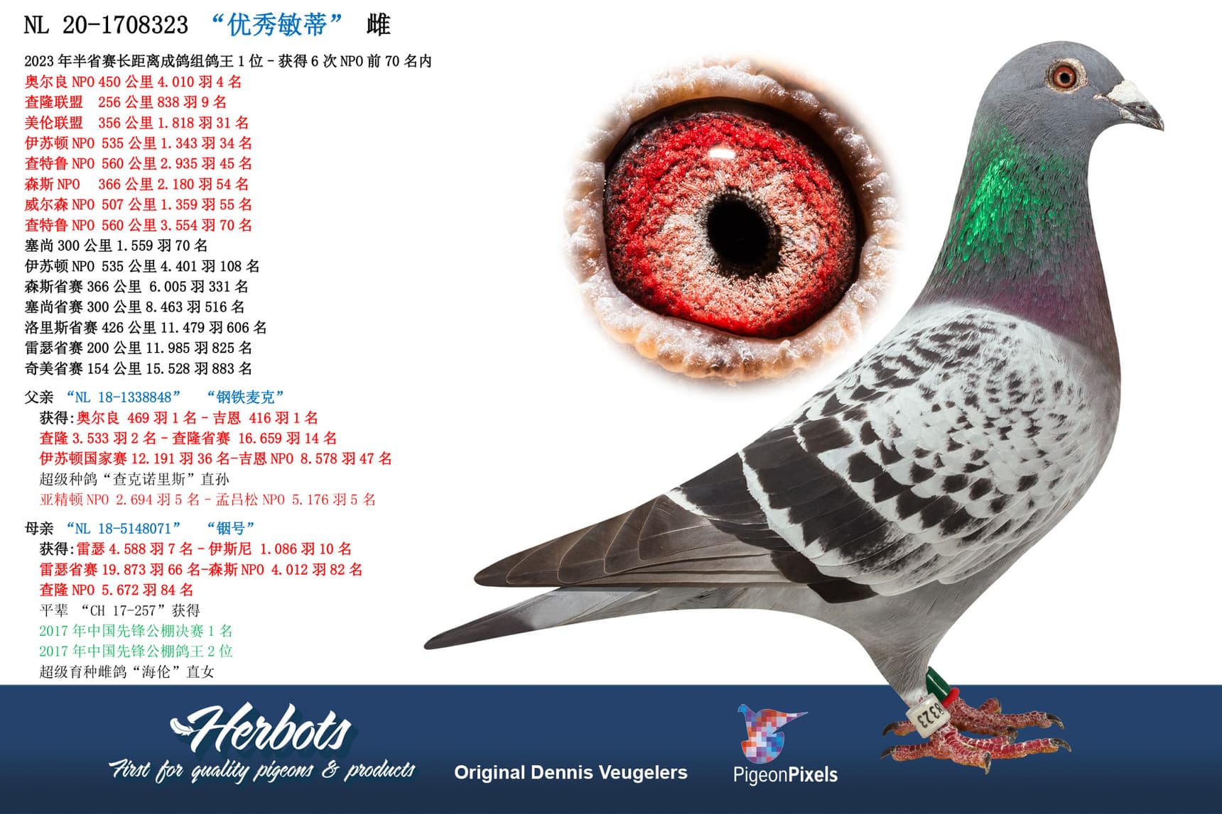 pigeon: undefined