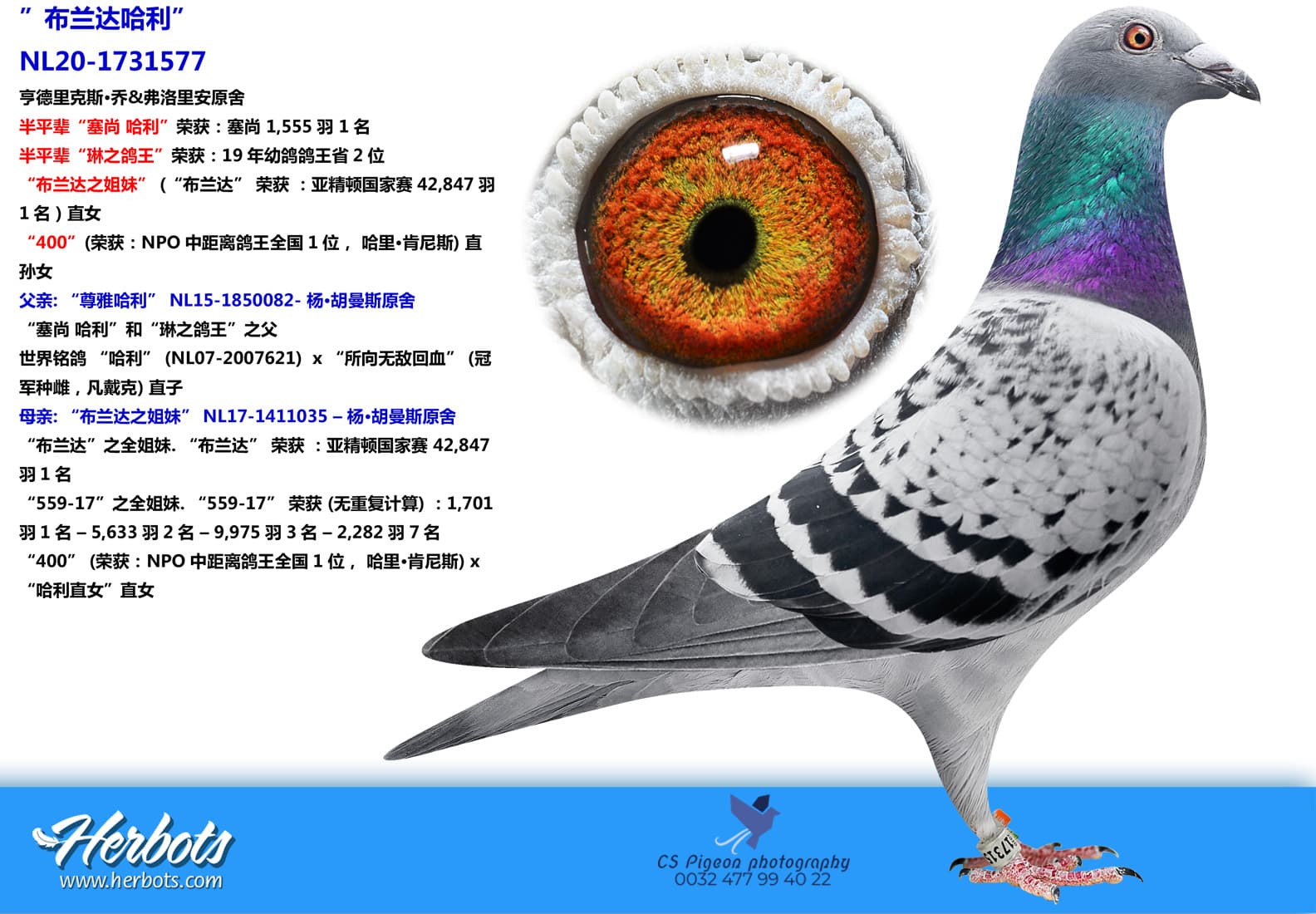 pigeon: ”布兰达哈利”