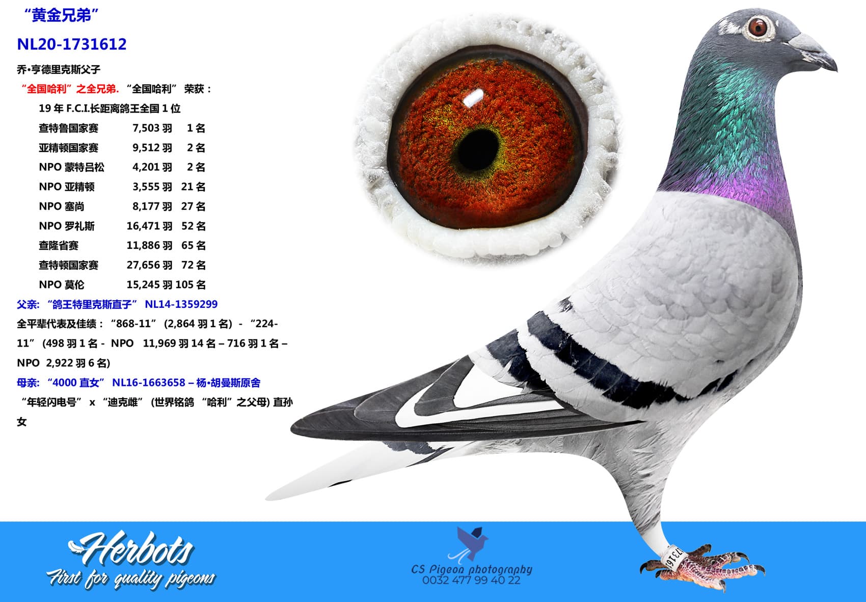 pigeon: undefined