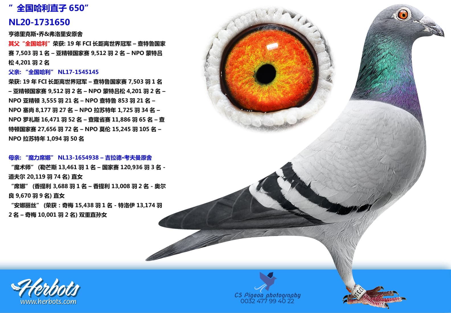 pigeon: ”全国哈利直子650”