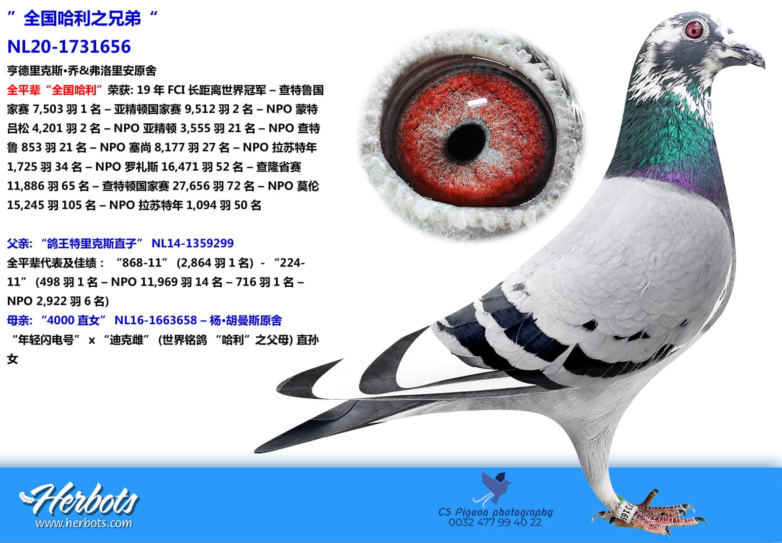 pigeon: ”全国哈利之兄弟“