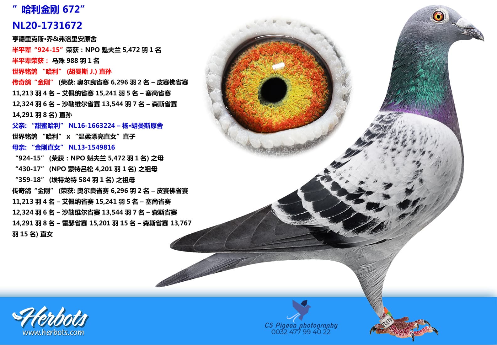 pigeon: ”哈利金刚 672”