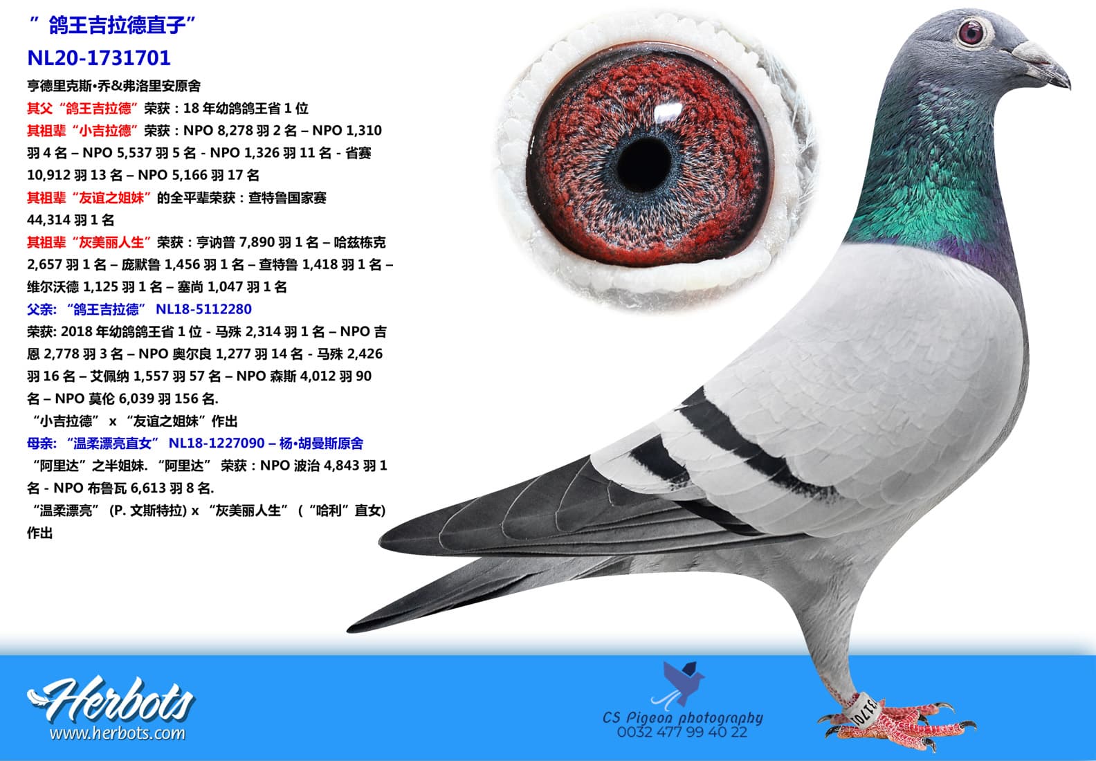 pigeon: ”鸽王吉拉德直子”