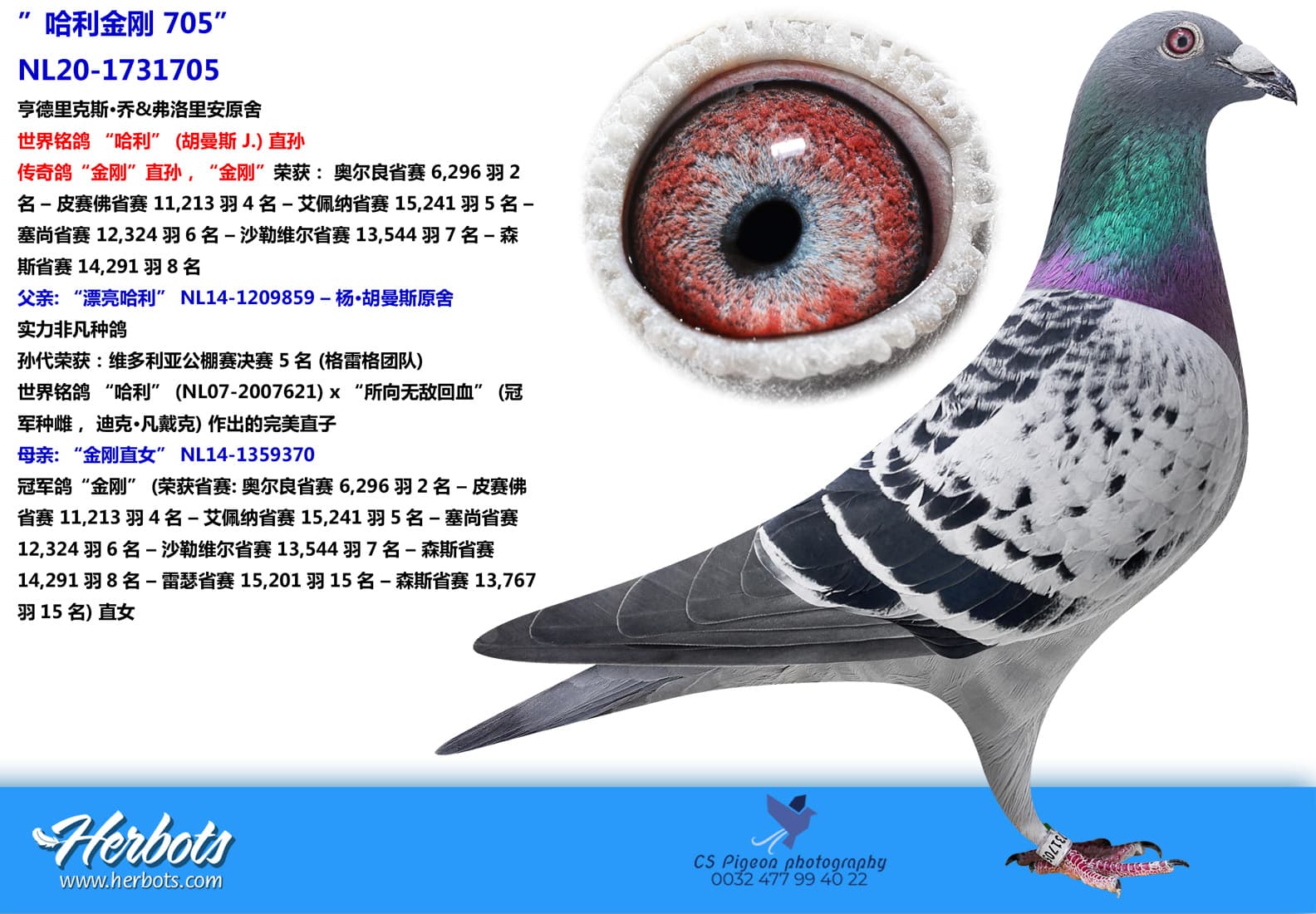 pigeon: ”哈利金刚 705”