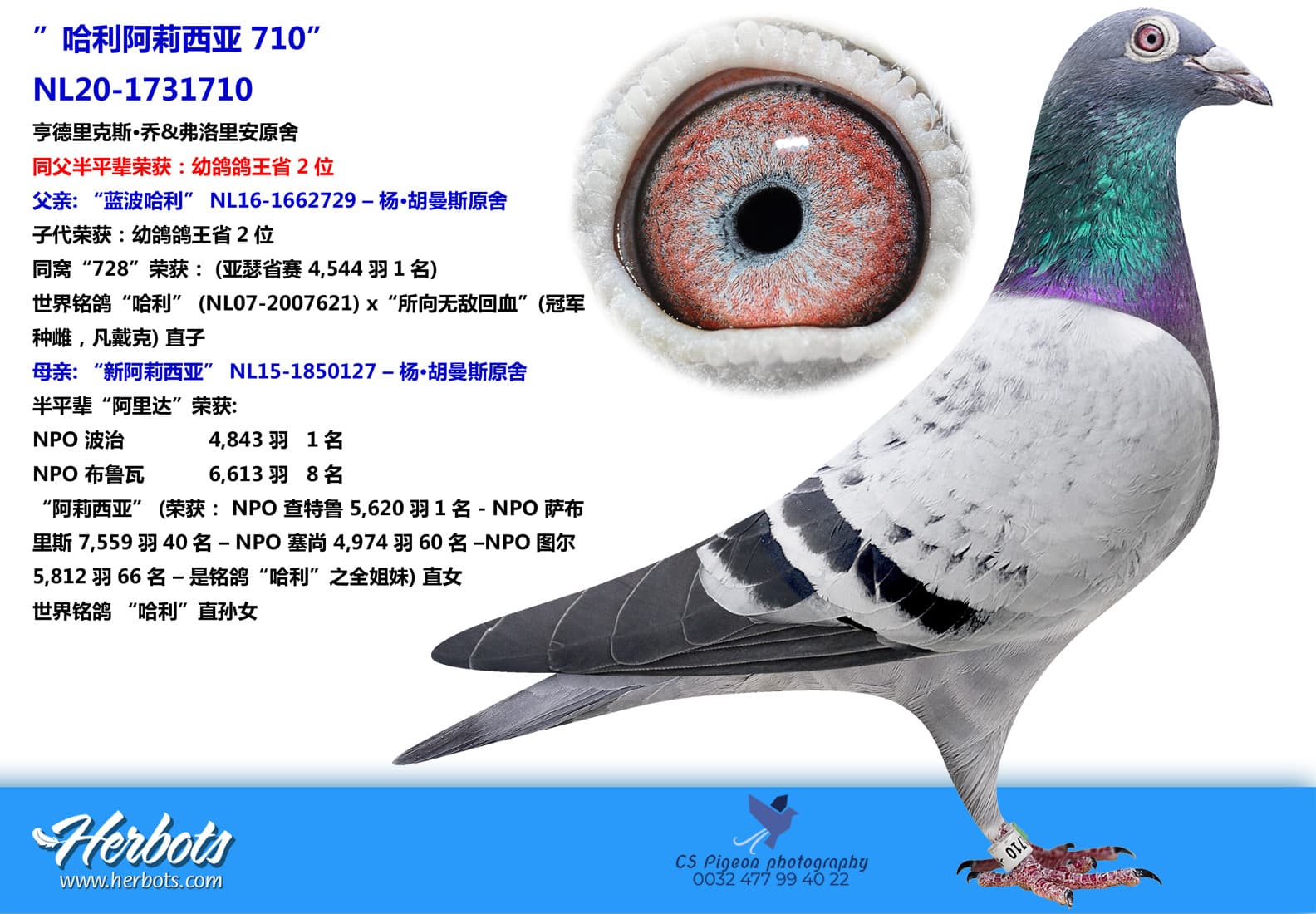 pigeon: ”哈利阿莉西亚 710”