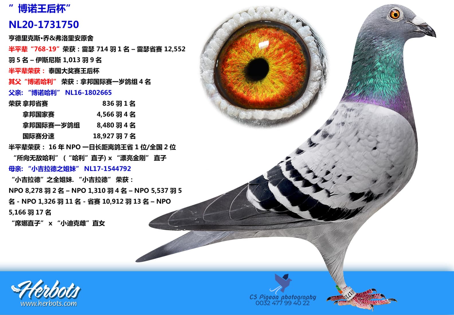 pigeon: ”博诺王后杯”