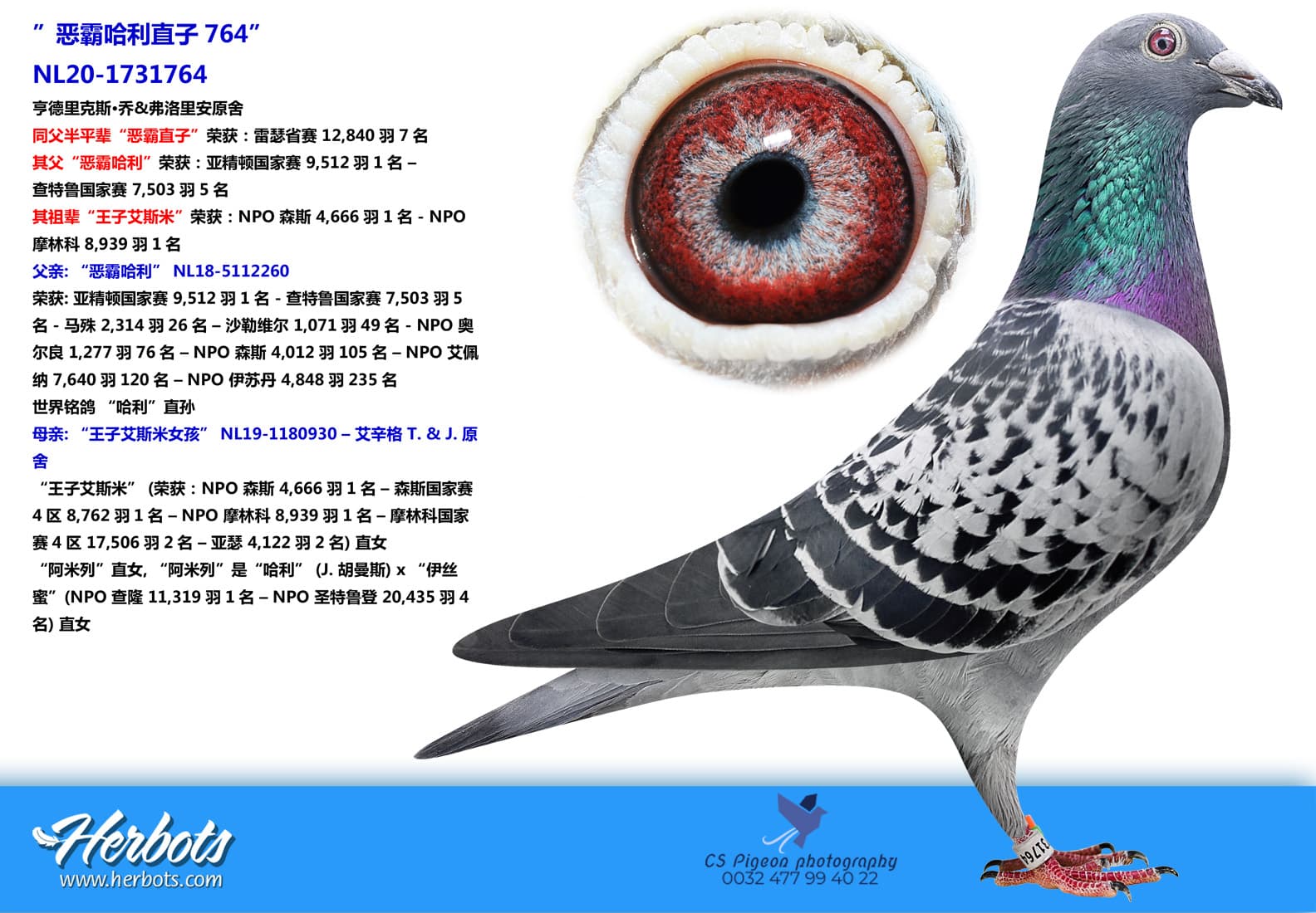 pigeon: ”恶霸哈利直子764”