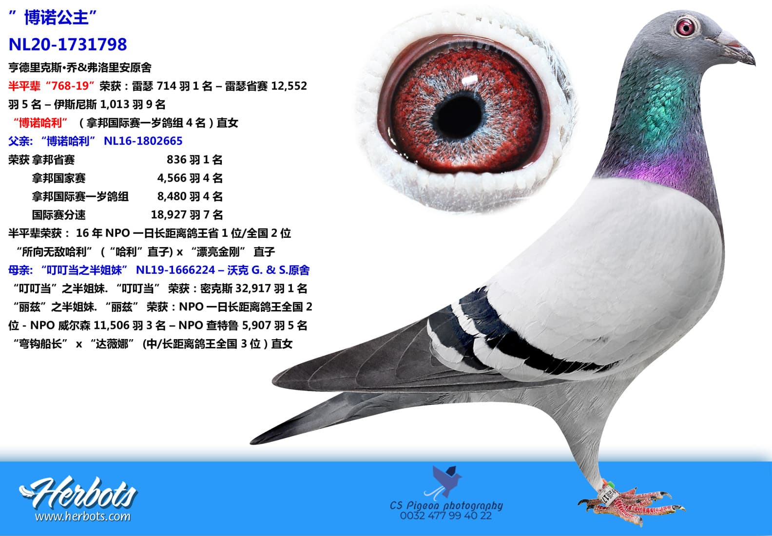 pigeon: ”博诺公主”