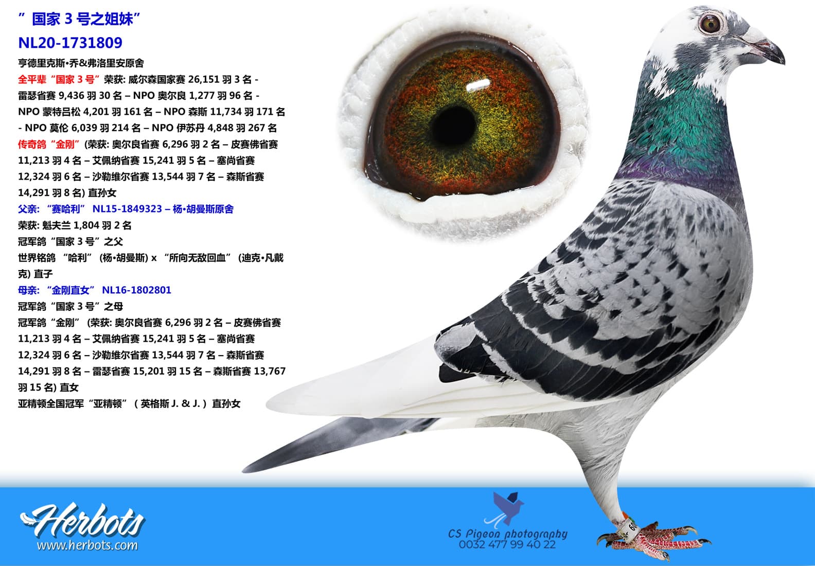 pigeon: ”国家3号之姐妹”