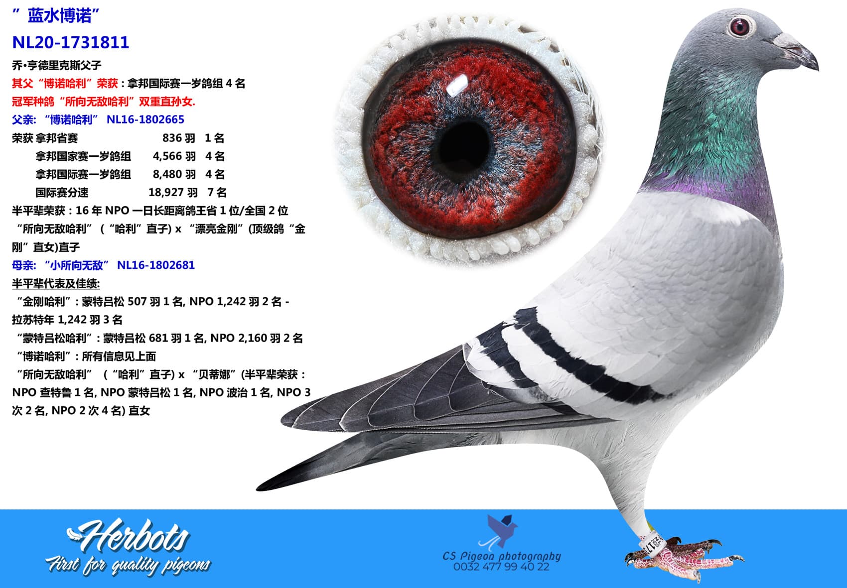 pigeon: undefined